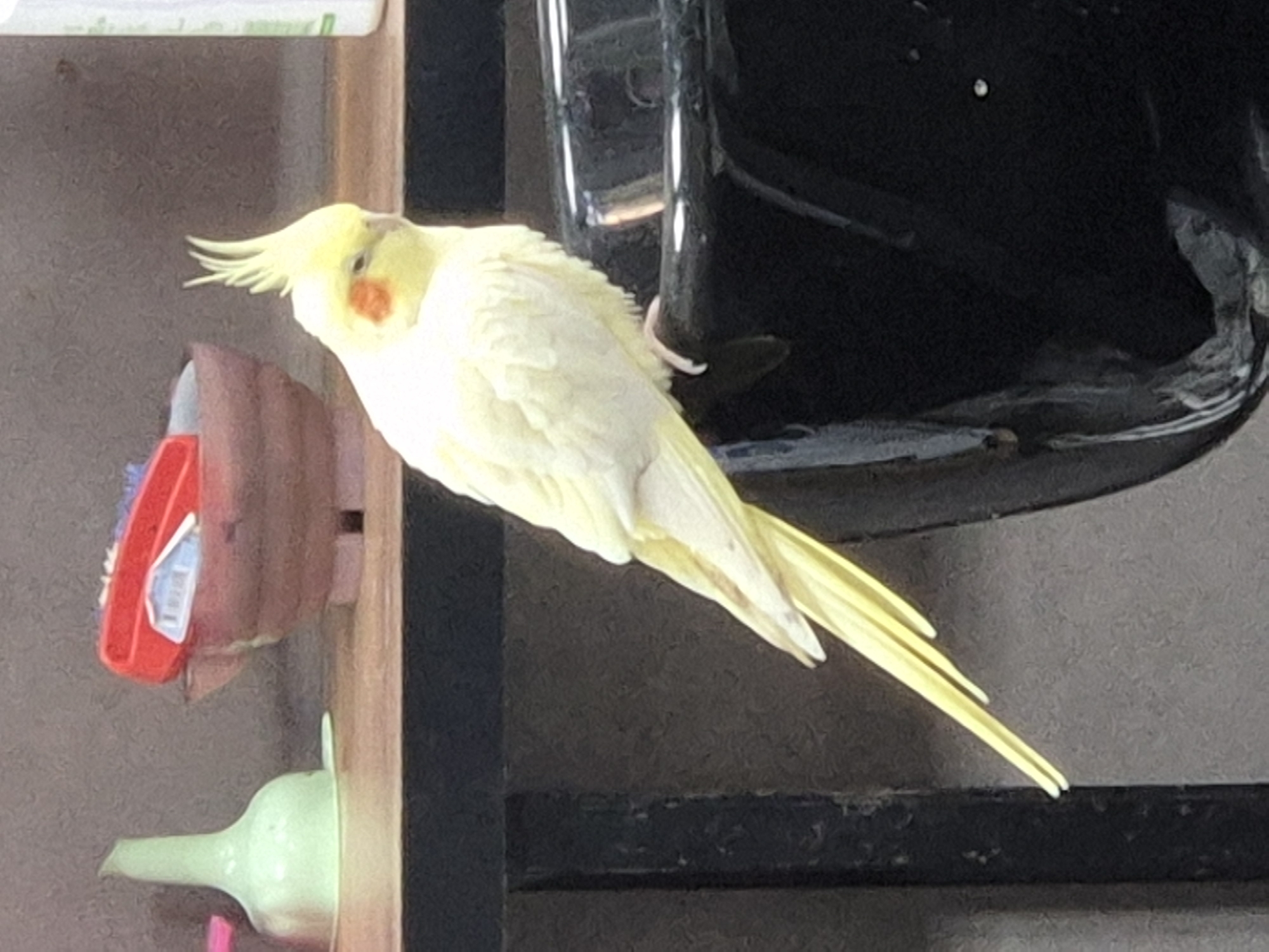 A light yellow cockatiel with an orange cheek patch is perched on the edge of a black basin. The bird is facing to the right, with its crest raised. In the background, on a wooden shelf, are several objects, including a pale green funnel and a reddish-brown bowl with a red brush on top. The environment appears to be indoors. There is no indication of the specific location within Kokshetau, Kazakhstan.