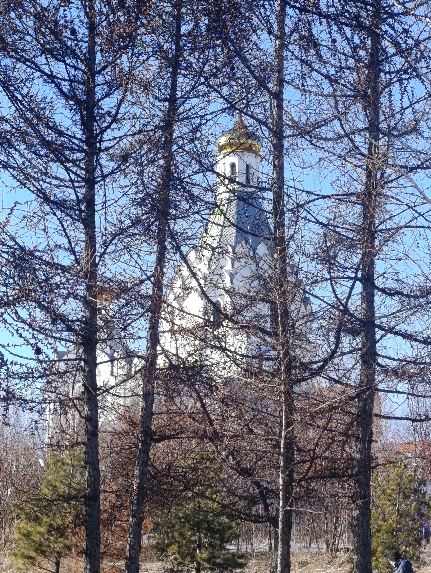 The image captures a white cathedral with a golden dome, partially obscured by bare trees. The cathedral appears to be located in Krasnoyarsk, Russia. The surrounding environment suggests an urban park or wooded area, with some green trees visible amongst the leafless branches. A person is faintly visible near a tree in the bottom right corner of the image. The sky is clear and blue, indicating a sunny day.