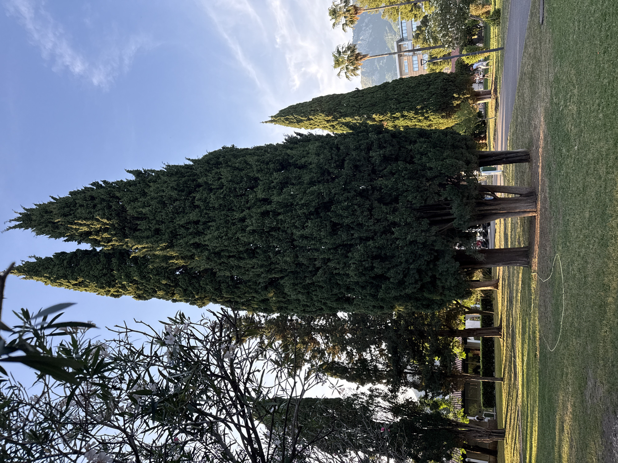 The image captures a scene in Budva, Montenegro. In the foreground, a line of tall, dark green trees dominates the frame, with their trunks casting long shadows across the grassy ground. The shadows stretch towards the lower part of the image, intersecting with other trees and vegetation in the midground. A white flowering tree is visible in the lower left corner. In the background, buildings and palm trees are partially obscured by the towering trees. The sky is blue with wispy clouds, and a mountain can be seen in the distance. The overall scene suggests a park-like or roadside setting with a blend of natural and urban elements.
