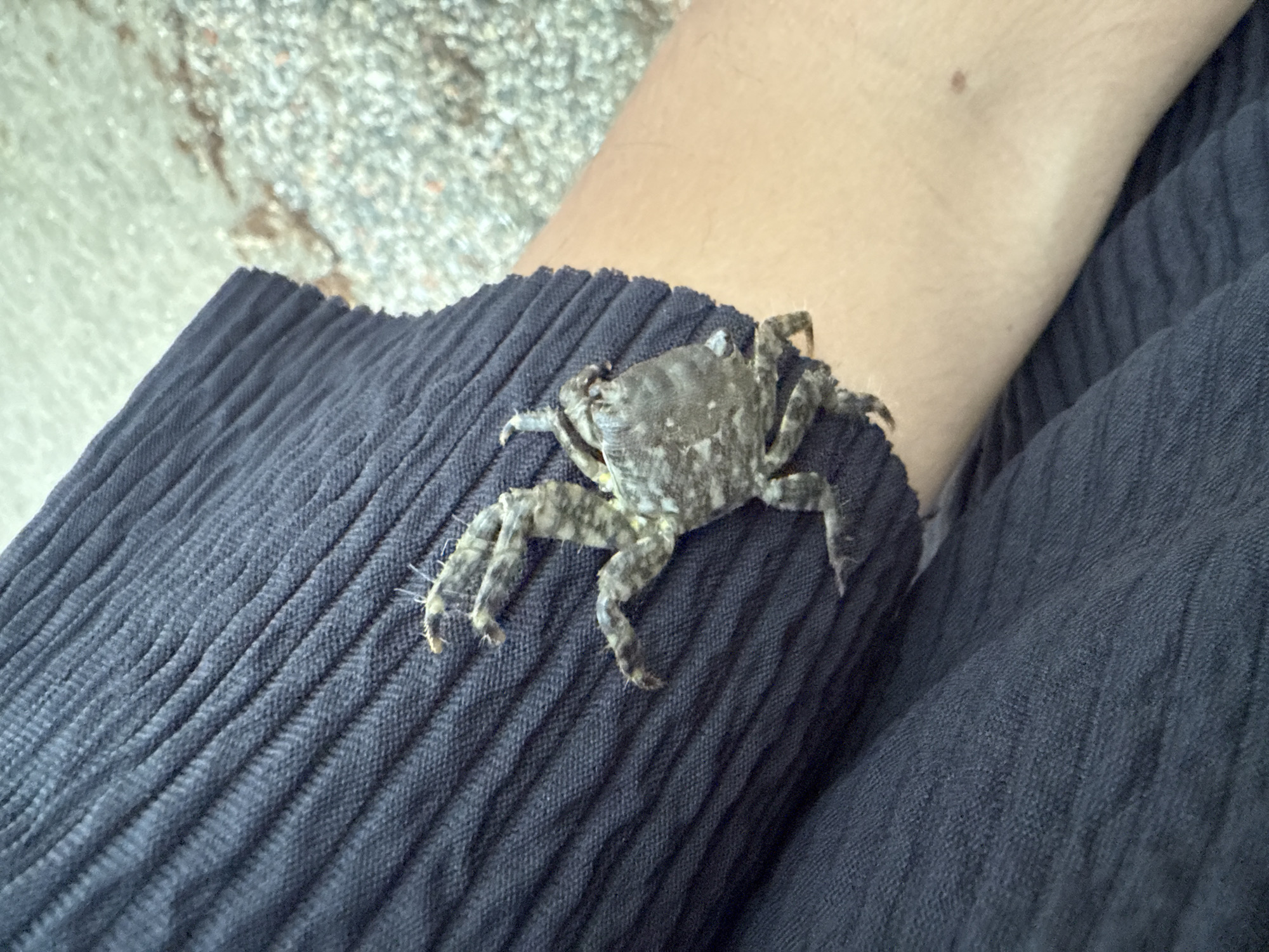 The image shows a close-up view of a small, deceased crab resting on a dark blue, textured fabric. The crab is positioned diagonally across the fabric, with its legs spread. A person's arm, covered with fine hairs, is visible on the left side of the frame, partially obscured by the fabric. The background is out of focus and appears to be a textured surface, possibly a carpet or ground, with a light, speckled pattern. The scene is captured from a high-angle perspective. The location in the city of Sitio De Calahonda, Spain, is not discernible from the image itself.