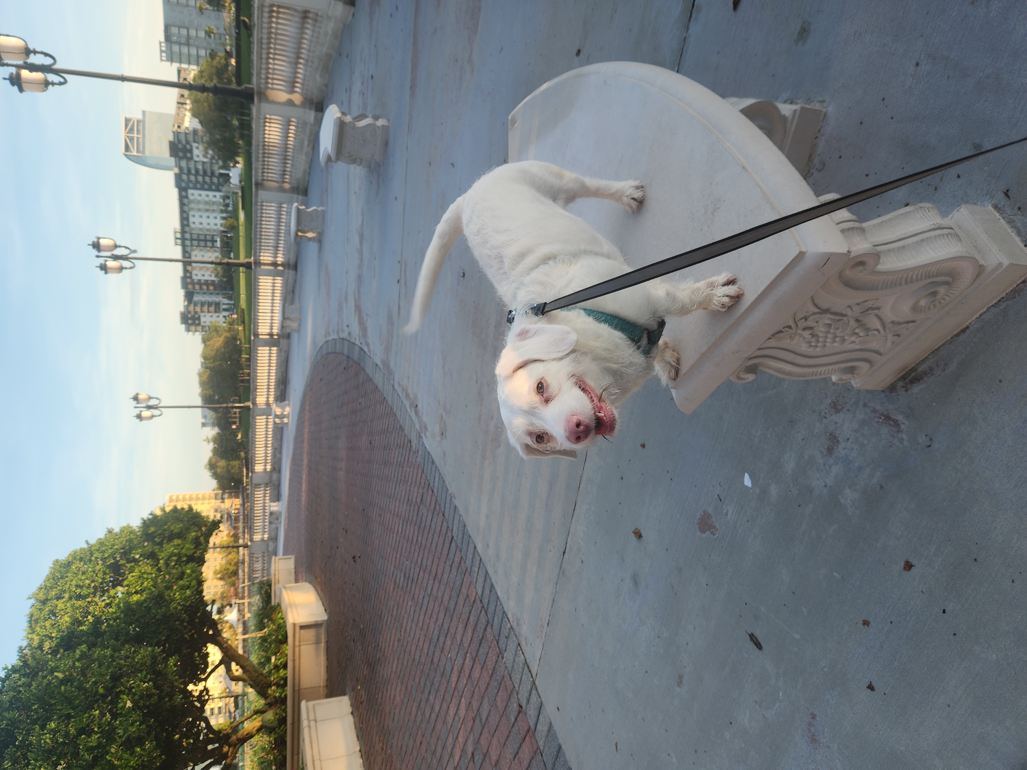In Altamonte Springs, Florida, United States of America, a white dog with floppy ears and pinkish-brown eyes stands on a decorative concrete bench in an outdoor park area. The dog wears a teal harness and is attached to a black leash. The bench has ornate carvings of grapes on its sides. The dog is facing slightly to the left, with its tail curled upwards. The ground surrounding the bench is paved with concrete. In the background, a red brick pathway curves to the left. Beyond the pathway is a tree with lush green foliage. Further in the distance, several streetlights with multiple globes are visible, as are modern buildings and a tall, uniquely shaped structure. The sky is clear and blue, suggesting it is daytime.