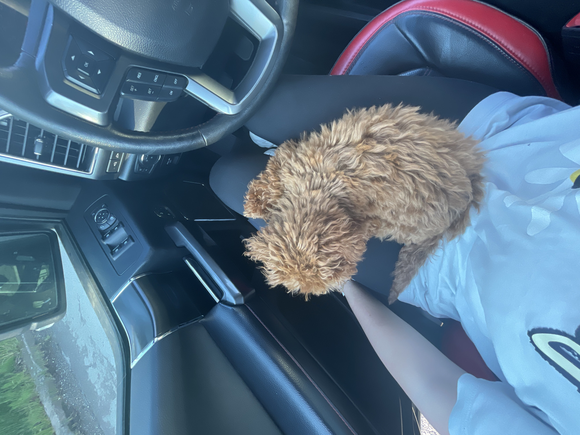 A reddish-brown, medium-sized, curly-haired dog sits in the lap of a person in the driver's seat of a car. The person is wearing black leggings and a white short-sleeved shirt. The car interior is primarily black with red accents on the seat. The steering wheel is visible in the upper left. The exterior is seen through the car window. The precise location in Sofia, Bulgaria, cannot be determined from the available visual information.