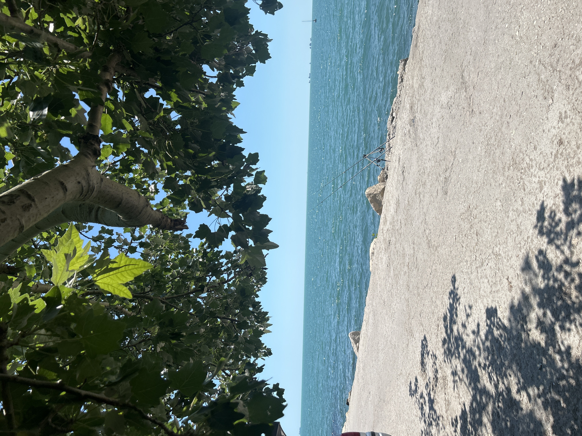 The image captures a view of the Black Sea from a concrete promenade in Varna, Bulgaria, likely along the Sea Garden or a similar coastal area. A large tree with dense green foliage overhangs the scene from the top, casting dappled shadows on the promenade. The sea is a vibrant turquoise with moderate waves. On the promenade, two fishing rods are set up, indicating an ongoing fishing activity. In the distance, several cargo ships and a sailboat are visible on the horizon under a clear blue sky. A sliver of a car is visible on the far left edge of the frame. The overall scene depicts a serene coastal day, perfect for leisure activities like fishing.
