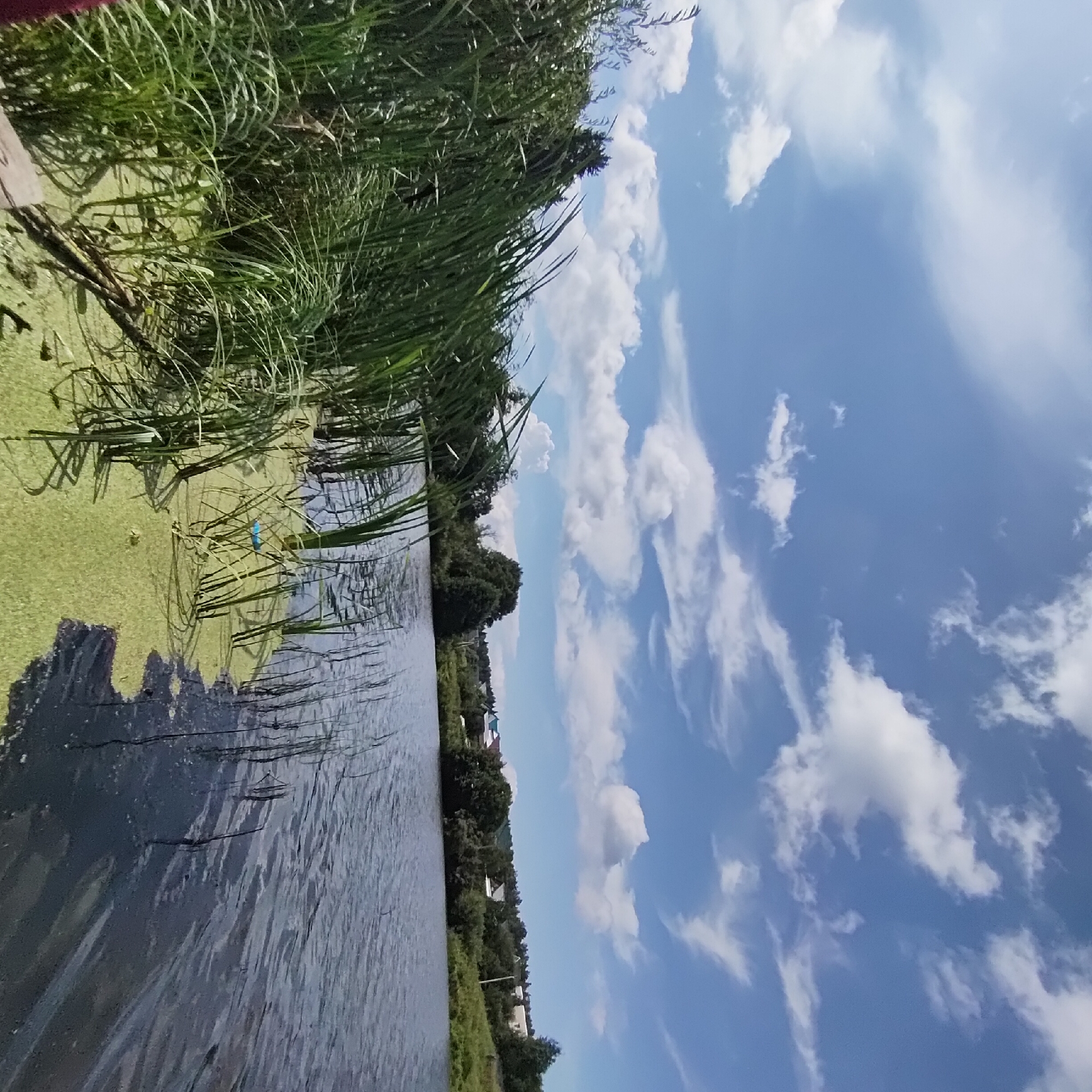 The image depicts a natural landscape scene on a sunny day, likely in or around Markovo, Russia, given the context. The foreground is dominated by lush green reeds and tall grass growing along the edge of a body of water. The water itself is dark and appears calm, with ripples reflecting the sky. A thick layer of green algae or duckweed covers a portion of the water's surface near the reeds.
In the background, across the water, a gentle slope is covered in trees and vegetation, with a scattering of houses visible, suggesting a rural or semi-rural settlement. The sky above is a clear blue with scattered white cumulus clouds, typical of fair weather. The overall impression is one of a tranquil natural environment. There are no people or visible animals in the frame. The lighting suggests it is daytime.
