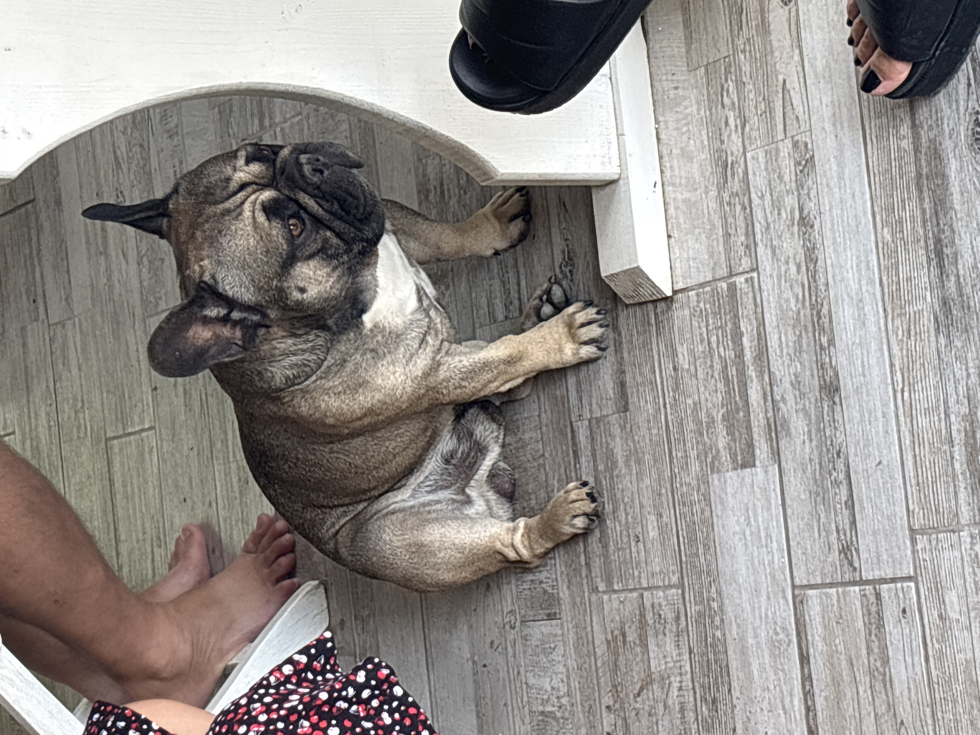 An adult French Bulldog with fawn and white markings is sitting on a grey, wood-planked floor. The dog is looking to the right, with its head tilted slightly. In the background, the legs of a person wearing a black and red polka dot dress are visible, along with another person's bare legs and feet. To the right, a black sandal is visible, and further to the right, a person's foot wearing a black sandal with black nail polish is present. A white, curved furniture leg is also visible in the foreground. The scene appears to be indoors. The image does not provide specific details about the location within Marten, Bulgaria.
