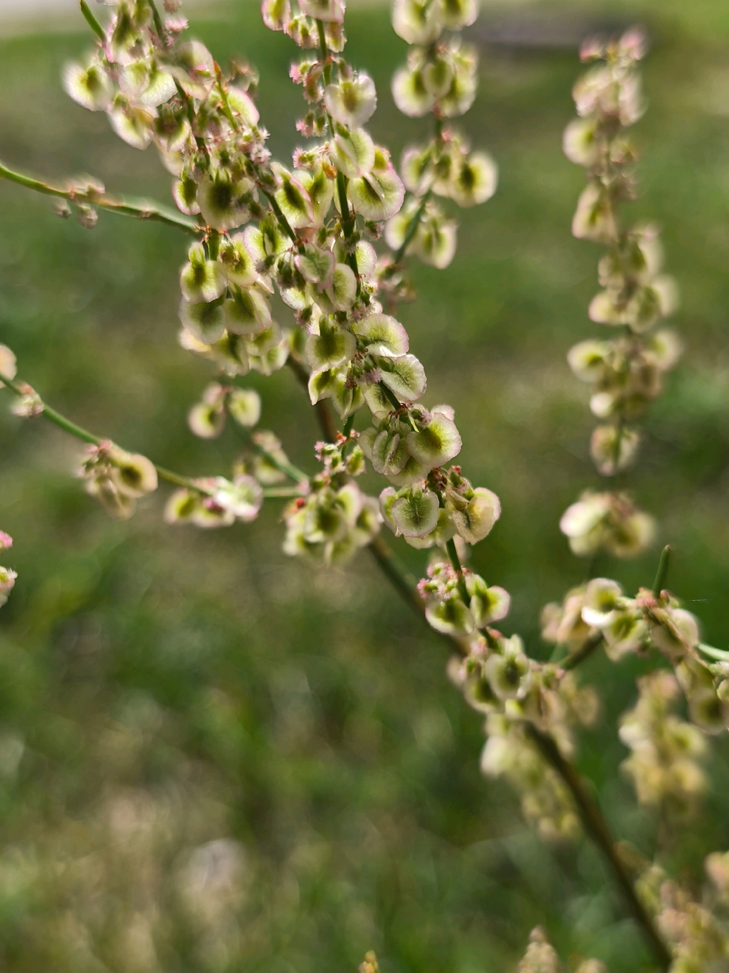 A close-up, shallow depth-of-field photograph showcases a flowering plant with delicate clusters of small, light green and pinkish seed pods arranged along thin stems. The background is a soft blur of green, suggesting a natural outdoor environment, possibly a park or garden. No people or urban elements are visible, indicating the focus is solely on the botanical subject. The lighting suggests it is daytime, with soft, diffused light. The scene is devoid of any specific landmarks that would pinpoint its location within Mahilyow, Belarus.