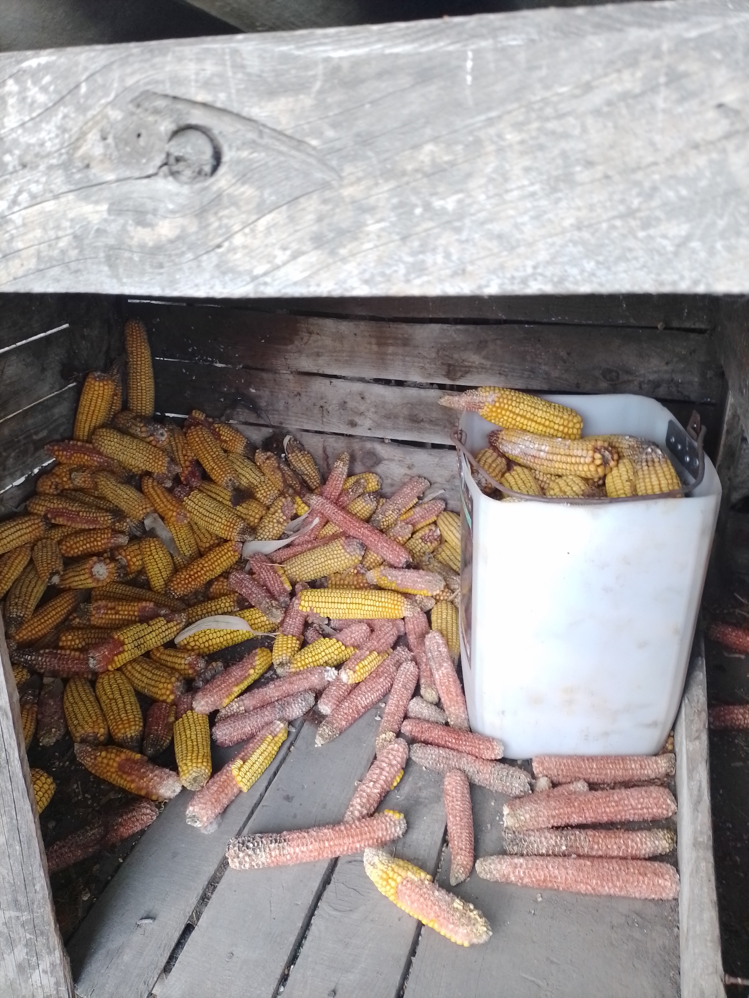 This media file depicts a rustic storage area in Ustyvytsia, Ukraine, filled predominantly with corn on the cob and bare corn cobs. The scene is static, showing the current state of stored or discarded corn.
The main subjects are a large pile of yellow corn on the cob, many of which show signs of mold or decay with white fuzzy patches. Interspersed with these are numerous reddish-pink bare corn cobs, suggesting that their kernels have been removed. Some of these cobs also exhibit mold.
To the right side of the image, a white, rectangular plastic bucket, possibly a repurposed container, is seen filled with yellow corn on the cob, similar in condition to those piled on the floor. More reddish cobs are scattered on the wooden floor around the bucket.
The setting appears to be an interior or sheltered space, likely a shed, barn, or outbuilding. The walls and floor are constructed from rough-hewn, weathered wooden planks, indicating a utilitarian and possibly aged structure. The wooden surfaces are grayed and show grain patterns, contributing to the rustic atmosphere.
No people or active events are depicted; the image captures a moment of storage or aftermath. The presence of both kernelled and bare cobs, some with mold, suggests the corn might be intended for animal feed, composting, or is simply old stock. There is no visible text in the image. The time of day and weather are not discernible due to the indoor setting.