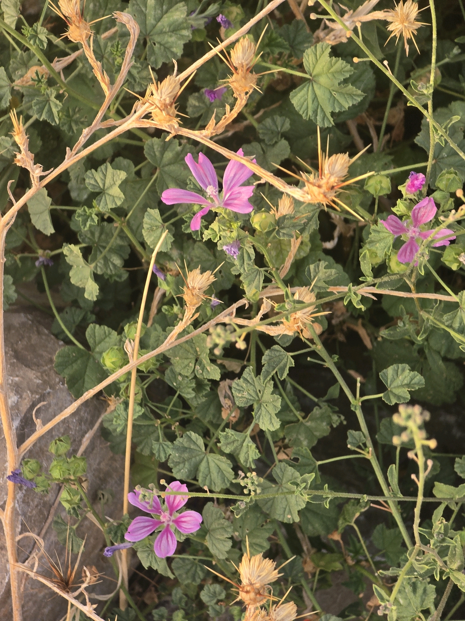 A close-up, vertically oriented, eye-level shot depicts a cluster of wildflowers and dried seed pods. The foreground and midground are dominated by lush green foliage and delicate, five-petaled pink wildflowers with darker veins. Several dried, spiky seed pods are scattered throughout the scene, some attached to thin, woody stems. In the upper left quadrant, a rough, grey stone is partially visible, suggesting the plants are growing near a rocky area. The background consists of a dense arrangement of green leaves and stems, creating a natural, outdoor environment. The lighting appears to be natural daylight, with soft shadows indicating an overcast or late afternoon setting. The image was taken in the city of Donja Vrbica, Montenegro, in an outdoor natural setting.