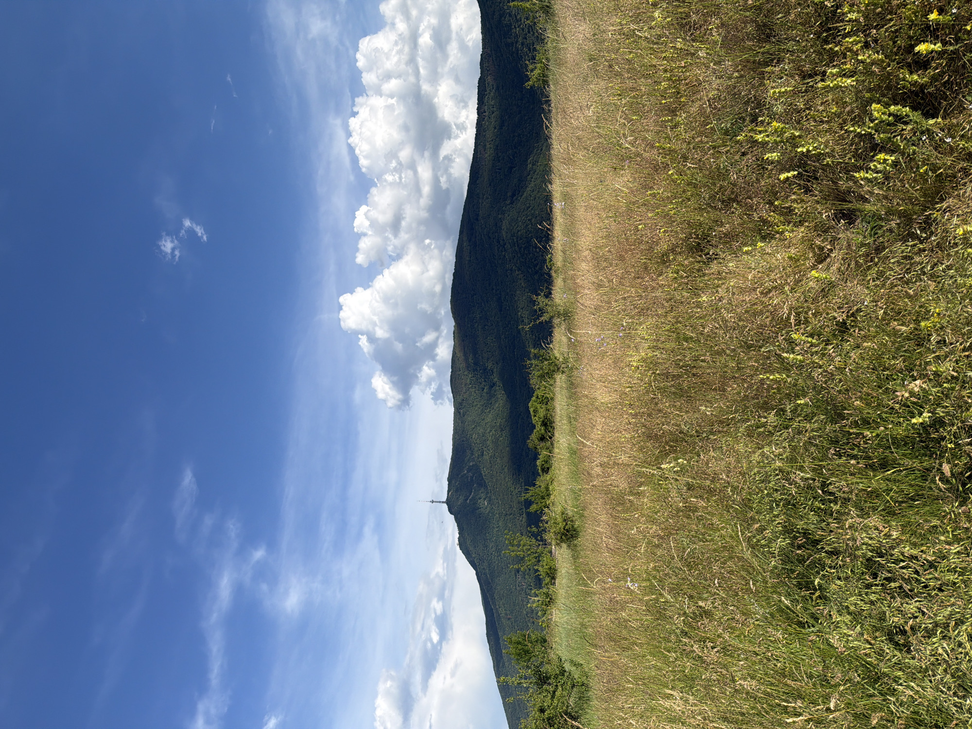 This is a vertical, medium shot of a mountainous landscape under a bright, blue sky with fluffy white clouds. The left side of the image is dominated by the sky, transitioning to the dark green, tree-covered slope of a mountain. A tall, slender tower is visible on the peak of the mountain. The right side of the image features a field of dry, golden grass and wildflowers, with a few scattered green bushes and trees at the base of the mountain. The sun is high in the sky, suggesting it is daytime, likely mid-morning or early afternoon. The weather appears clear and sunny. The scene conveys a sense of natural beauty and open space, with no people or discernible activity other than the presence of the natural elements. The crops provided show close-ups of the sky, the mountain and field, and the tall grass and wildflowers in the foreground. The location is identified as Sofia, Bulgaria. There is no visible text in the image.