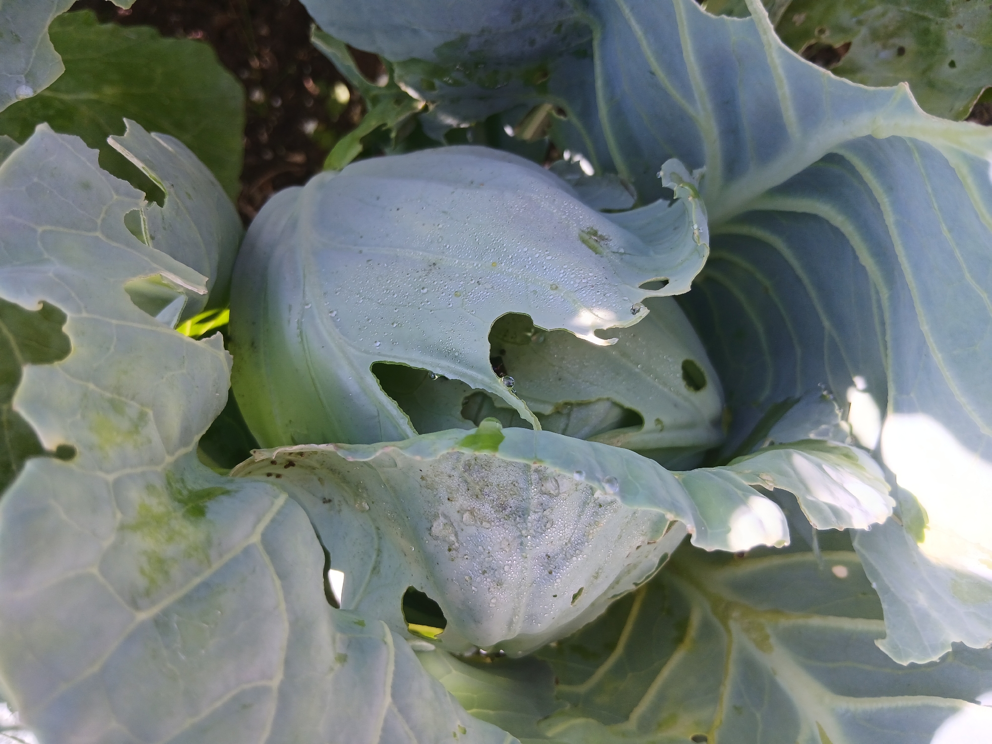 A close-up, overhead shot shows a pale green cabbage head with visible damage to its outer leaves. These leaves are torn and have holes, suggesting insect activity. The surface of the leaves is covered in small water droplets, indicating dew or recent watering. The background is dark and out of focus, with hints of soil and other greenery.