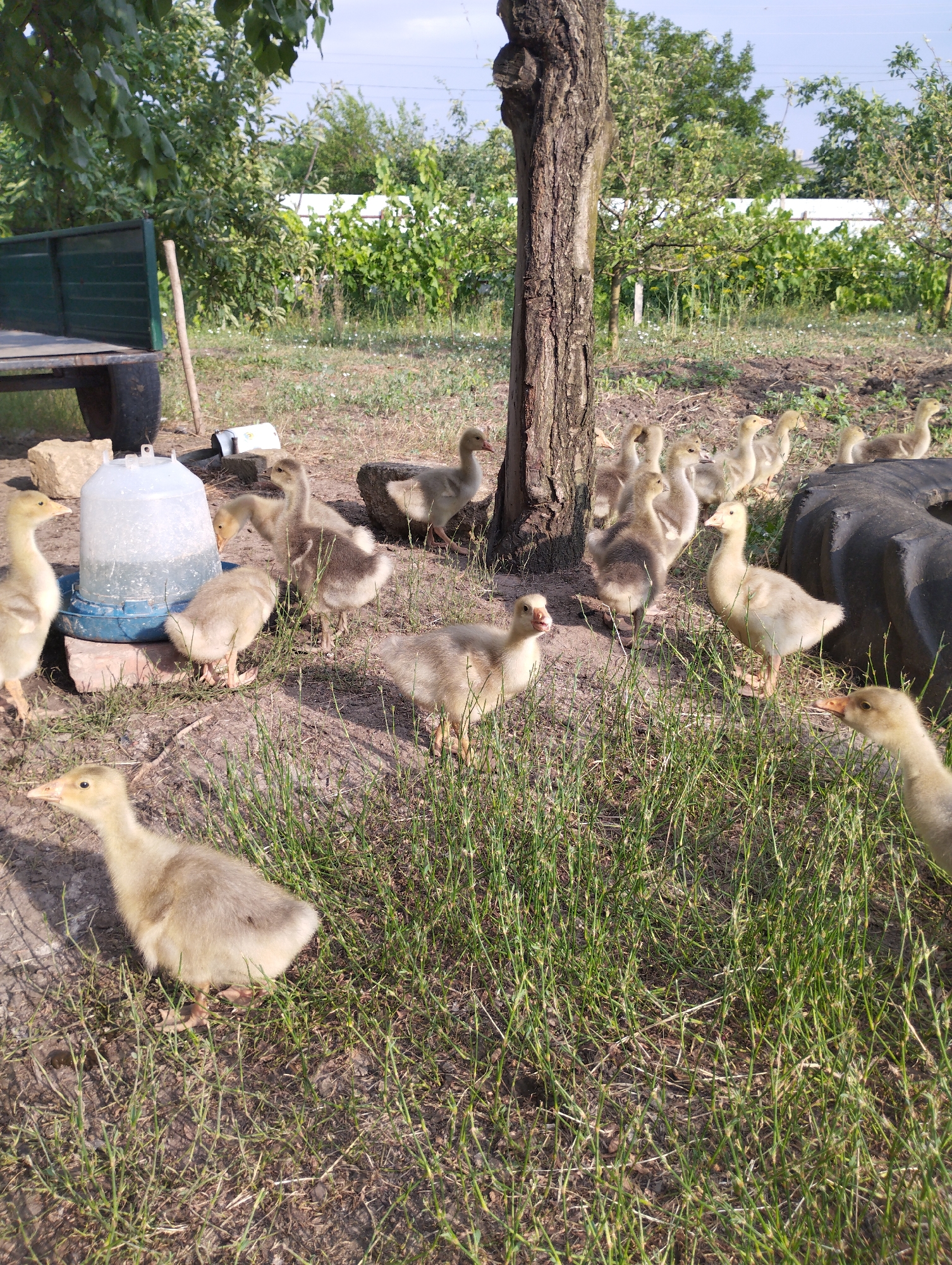 A group of approximately fifteen young geese, or goslings, are gathered in a grassy, outdoor area. The goslings, primarily light brown and yellow in color, are scattered around the scene, with some standing, some walking, and at least one appearing to drink from a blue and clear plastic water dispenser. The ground is a mix of dirt and short grass, with taller blades of grass interspersed throughout.
In the background, several elements suggest an agricultural or rural setting. To the left, a dark green, flatbed trailer with two wheels is partially visible, with a wooden pole leaning against it. Further back, a large tree trunk stands prominently in the center of the frame. Beyond the tree, dense green foliage and trees form a backdrop, with a white fence or wall visible in the distance. A large, black, worn tire lies on its side to the right of the frame. The sky above is light blue with some wispy clouds. The overall impression is of a sunny day in a farmyard or a similar outdoor animal enclosure. The image is captured in Vasylivka, Ukraine.
