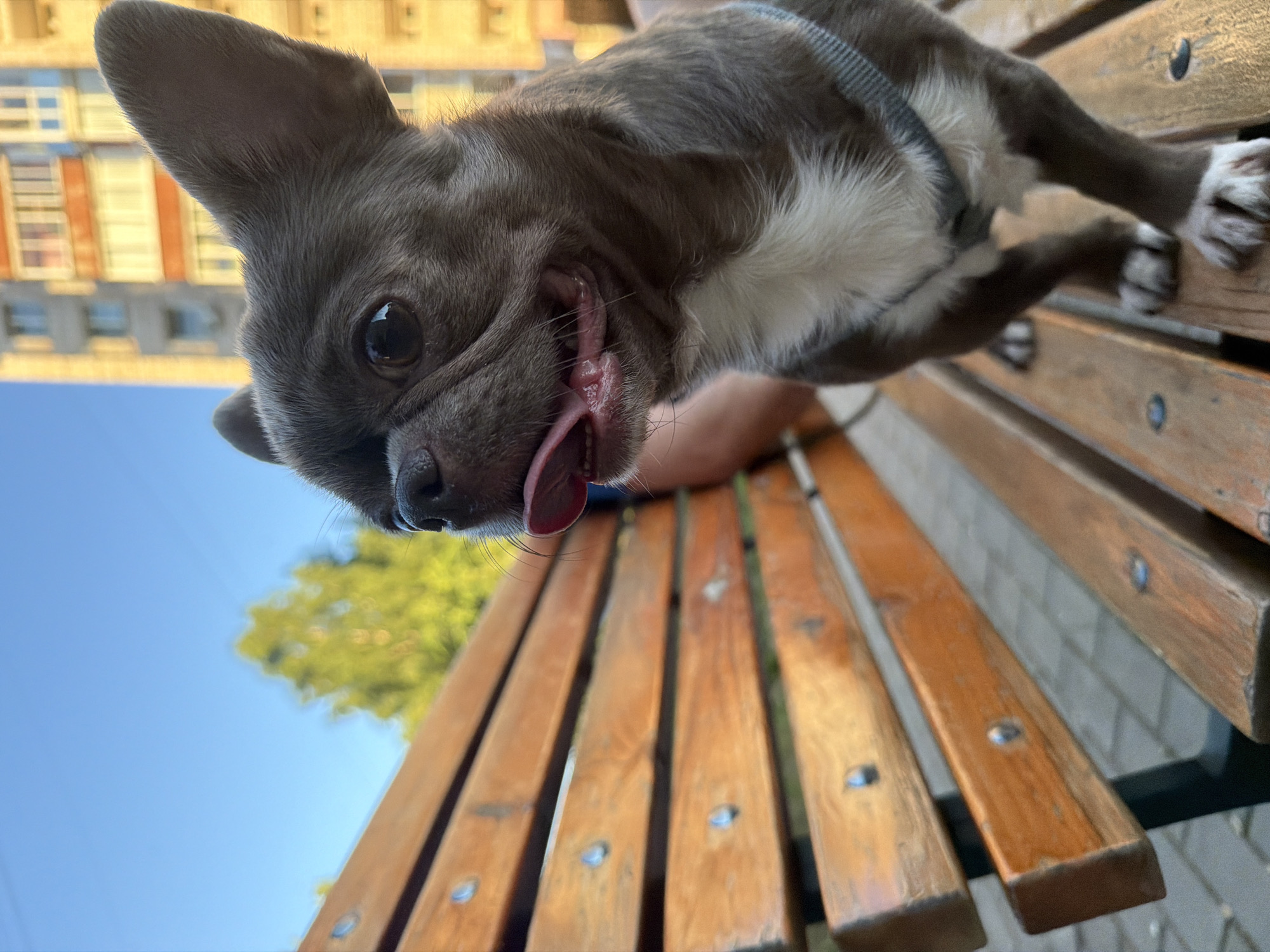 A dark grey and white Chihuahua dog with its tongue hanging out sits on a wooden park bench. The dog is looking to the right of the frame. In the background, a blurred green tree is visible on the left, and a multi-story building with orange and white accents is on the right. The sky is clear and blue. The setting appears to be a public park or outdoor area in Votkinsk, Russia, indicated by the architectural style of the building.