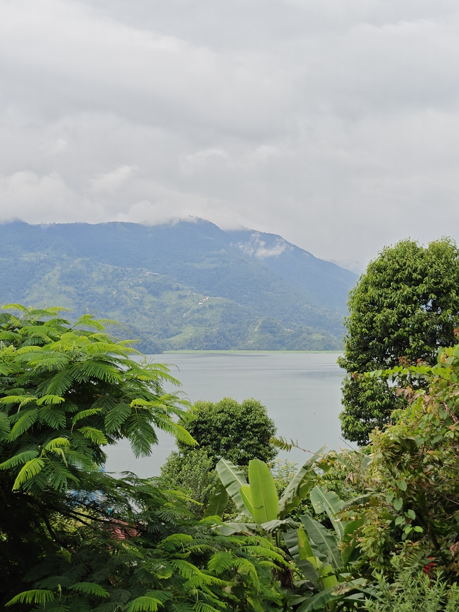 This is a vertical, eye-level, medium shot of a landscape in Pokhara, Nepal. In the foreground, lush green trees and foliage dominate the left and right sides of the frame, with bright green, feathery leaves on the left and broad, dark green leaves and banana leaves on the right. The center of the image opens up to a wide, calm lake, with a soft gray surface reflecting the overcast sky. Beyond the lake, a series of rolling, green mountains rise in the background. The mountains are covered in dense vegetation and appear to have small villages or scattered structures visible on their slopes. The peaks of the mountains are partially obscured by soft, white clouds, contributing to a slightly hazy and diffused atmosphere. The overall impression is one of serene natural beauty.