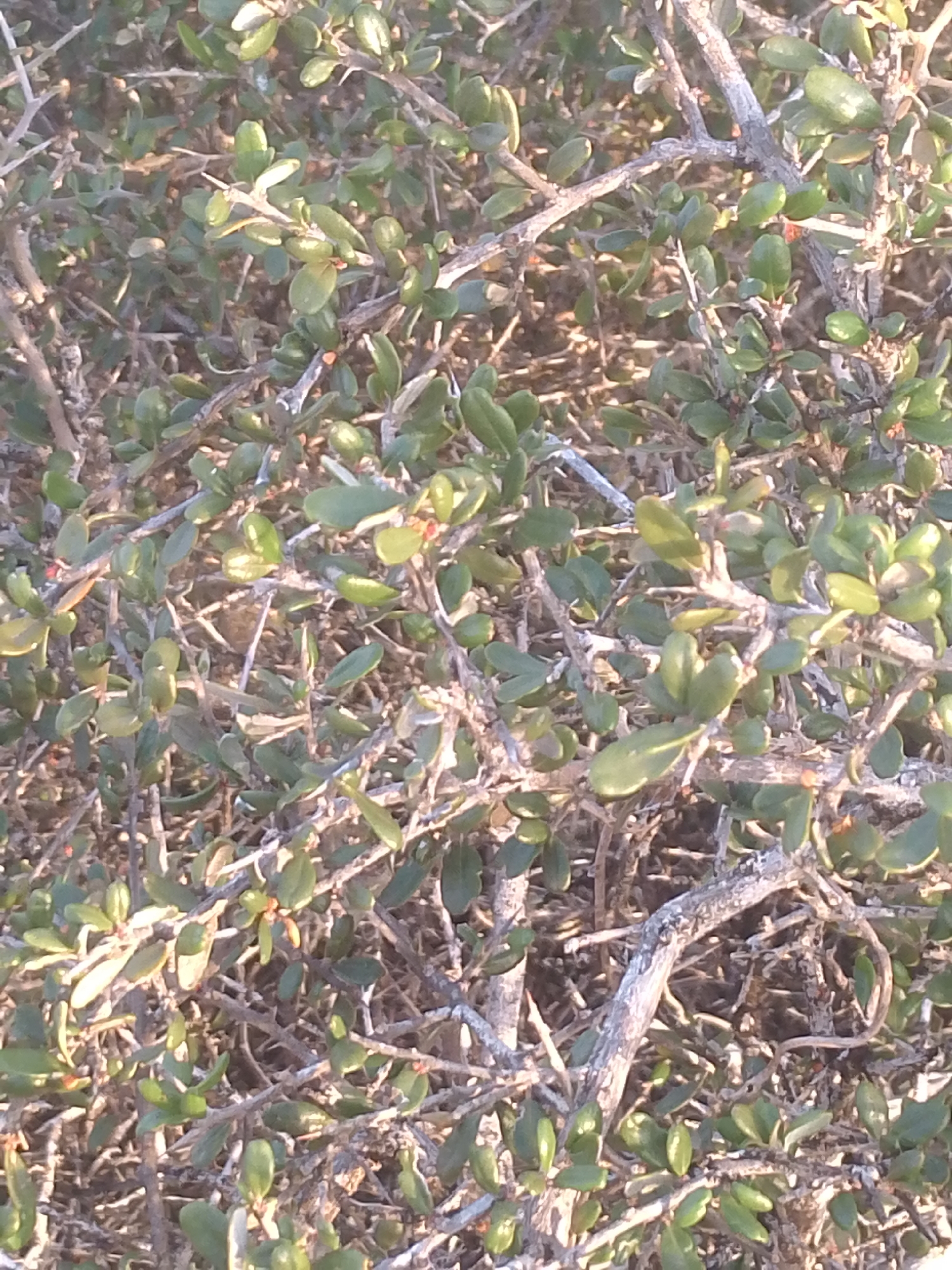 The image depicts a dense shrub with small, rounded green leaves and thin, grayish-brown branches. The shrub appears to be growing in a natural environment. The details provided do not enable forensic determination of the location in Juan Griego, Venezuela.