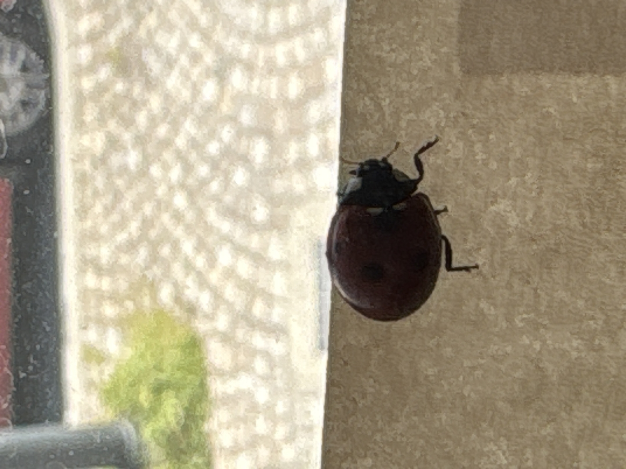A dark red or reddish-brown beetle, resembling a ladybug, is prominently featured in the image, positioned on a textured, light brown surface. The beetle has a black head and legs, with visible antennae, and a single dark spot is discernible on its rounded back. It appears to be stationary or slowly crawling upwards and slightly to the left.
To the left of the beetle, a distinct vertical border separates the light brown surface from a lighter, translucent, and highly textured material, possibly a curtain, sheer fabric, or frosted glass. Through this translucent material, a blurry green shape, indicative of foliage or plant life, is visible in the lower-left background. Above this green blur, a dark, indistinct object with a faint circular pattern, perhaps a clock face or a mechanical component, is partially visible.
The lighting is bright and diffused, suggesting a daytime setting. There are no people or specific activities depicted other than the insect's presence. No text is visible in the image. The environment suggests an indoor or semi-outdoor space in Burgas, Bulgaria.