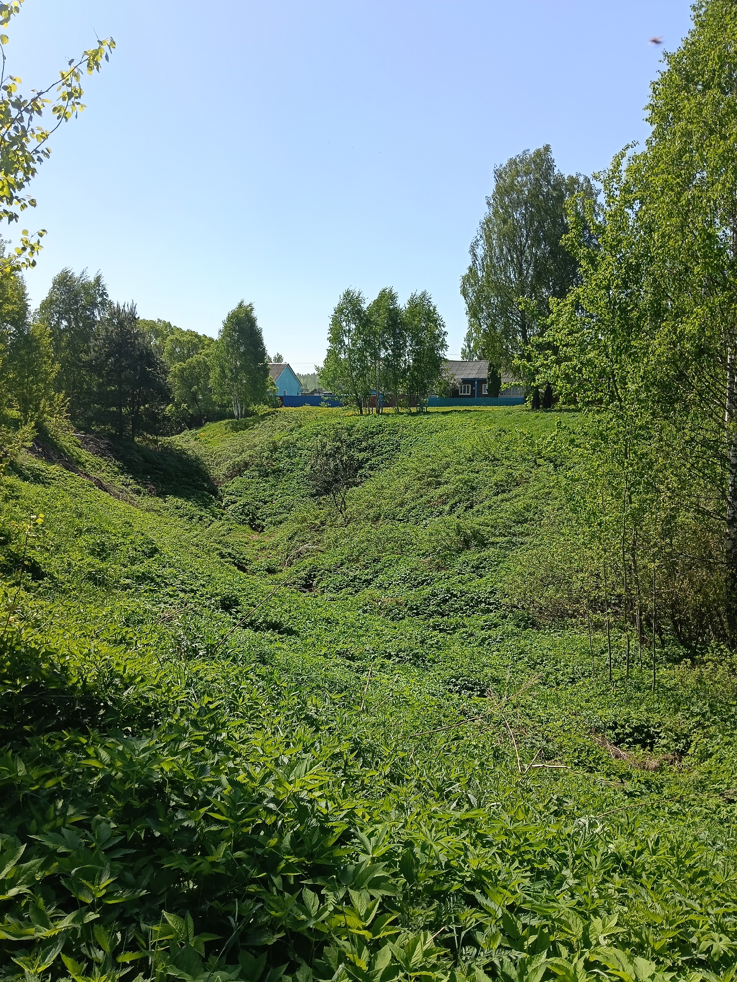 A verdant ravine dominates the foreground of this image taken in or near Красный Маяк, Russia. The ravine's slopes are covered in lush green vegetation, including tall leafy plants in the lower portion of the image and shorter ground cover further up the slopes. Beyond the ravine, the land rises to a level field. A blue house with a red roof is partially visible amidst scattered trees. The sky is clear and light blue, suggesting a sunny day. Trees line the edges of the ravine, with some branches and foliage visible in the foreground and along the top.