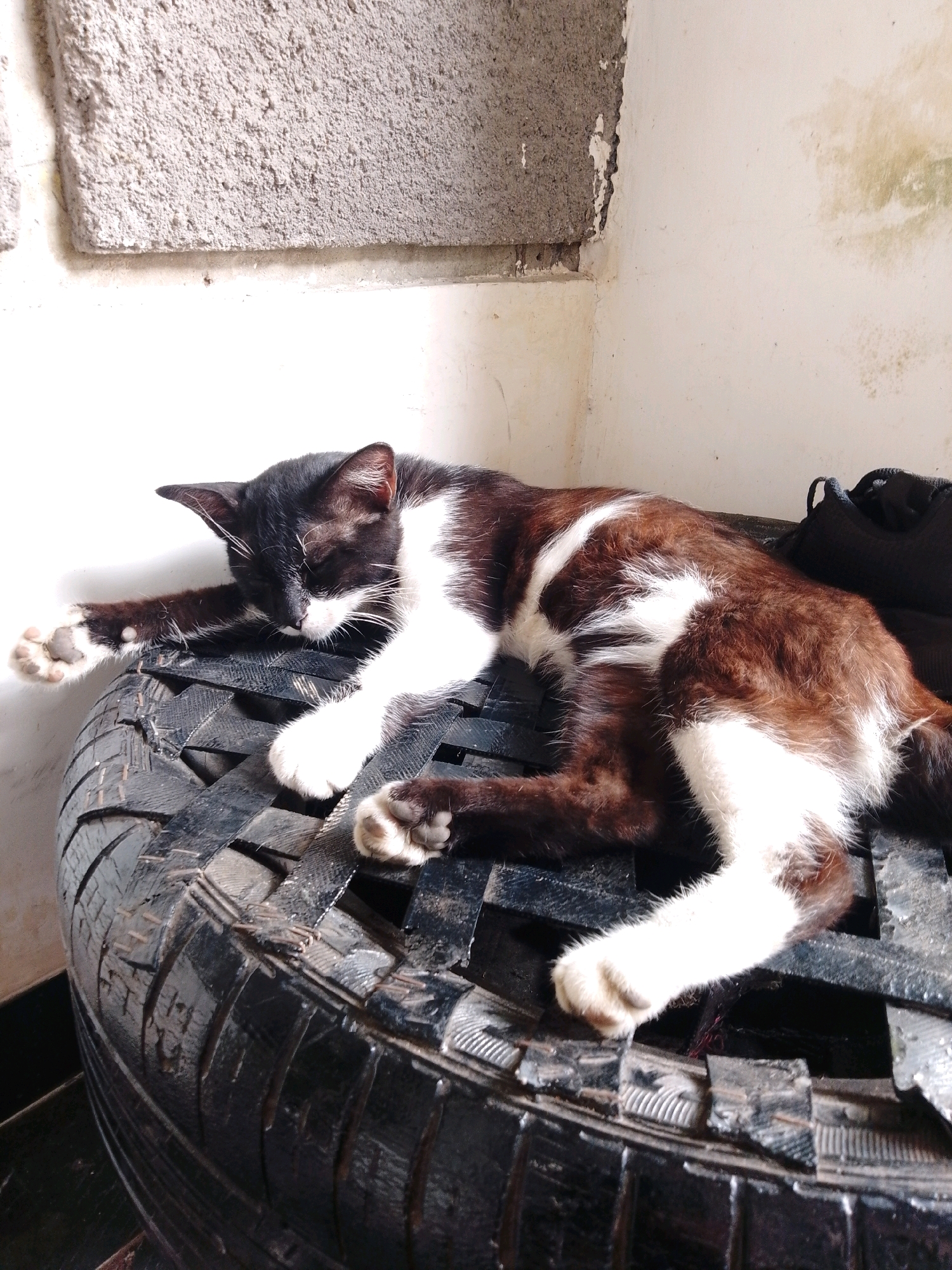 A black and white cat is sleeping on a black tire. The tire is placed on a surface that appears to be made of woven material. In the background, there is a wall with rough textured plaster and some discoloration. To the right, a black shoe is partially visible. The scene is outdoors, possibly in a yard or an alley, with a bright light suggesting sunlight. The overall environment appears somewhat unkempt. There is no indication of the specific location within Cikal, Indonesia, other than it is within the city limits.
