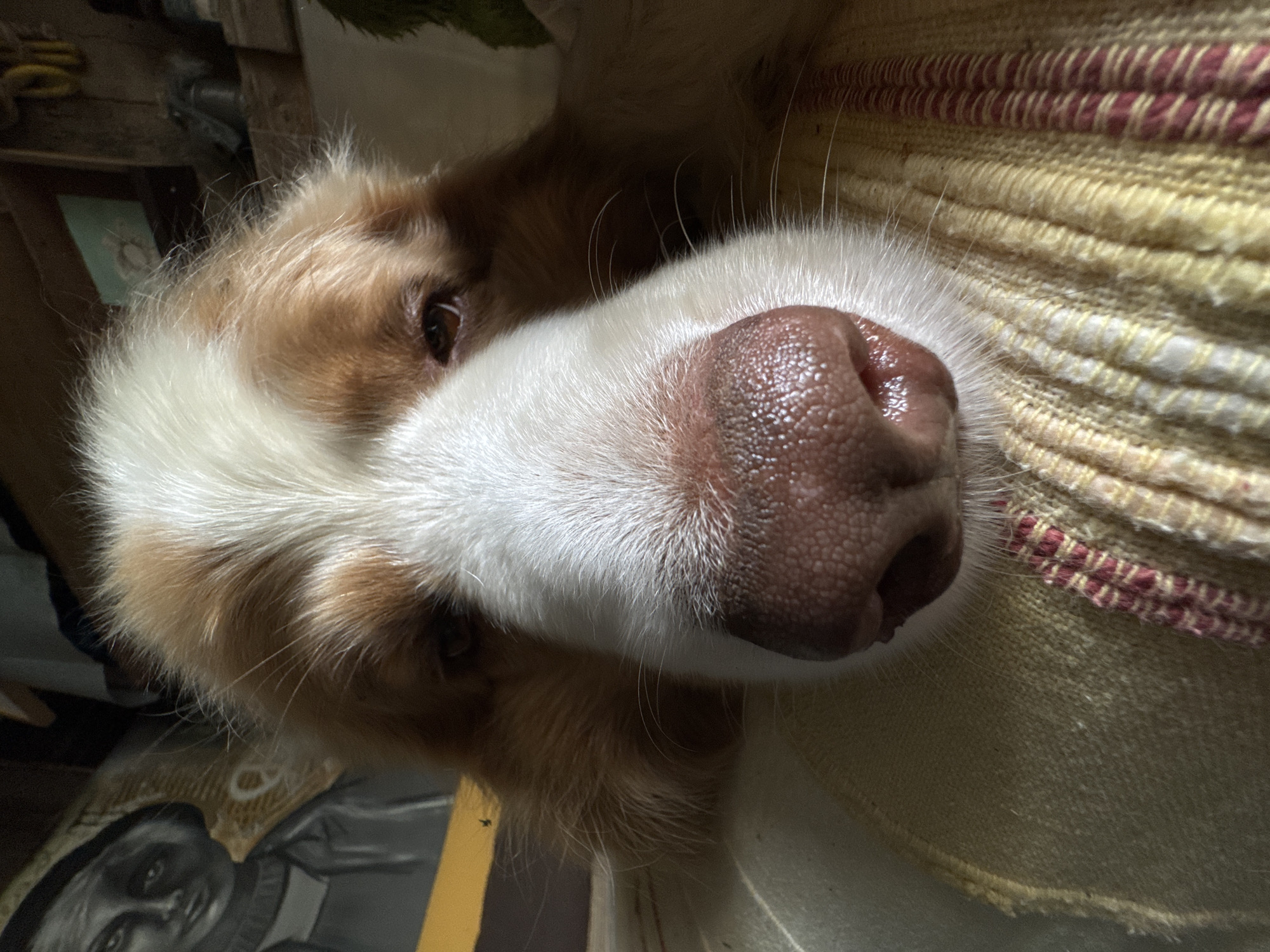 A close-up, eye-level shot shows a dog's face pressed against a textured, yellow and red striped fabric. The dog has white fur on its forehead and nose, with ginger-colored fur around its eyes and ears. Its nose is a moist, reddish-brown color with visible pores. One eye, a dark brown, is visible looking slightly off-camera. The background is dark and out of focus, with a hint of what appears to be a painting or illustration of a person on the left and shelves with various objects on the right.