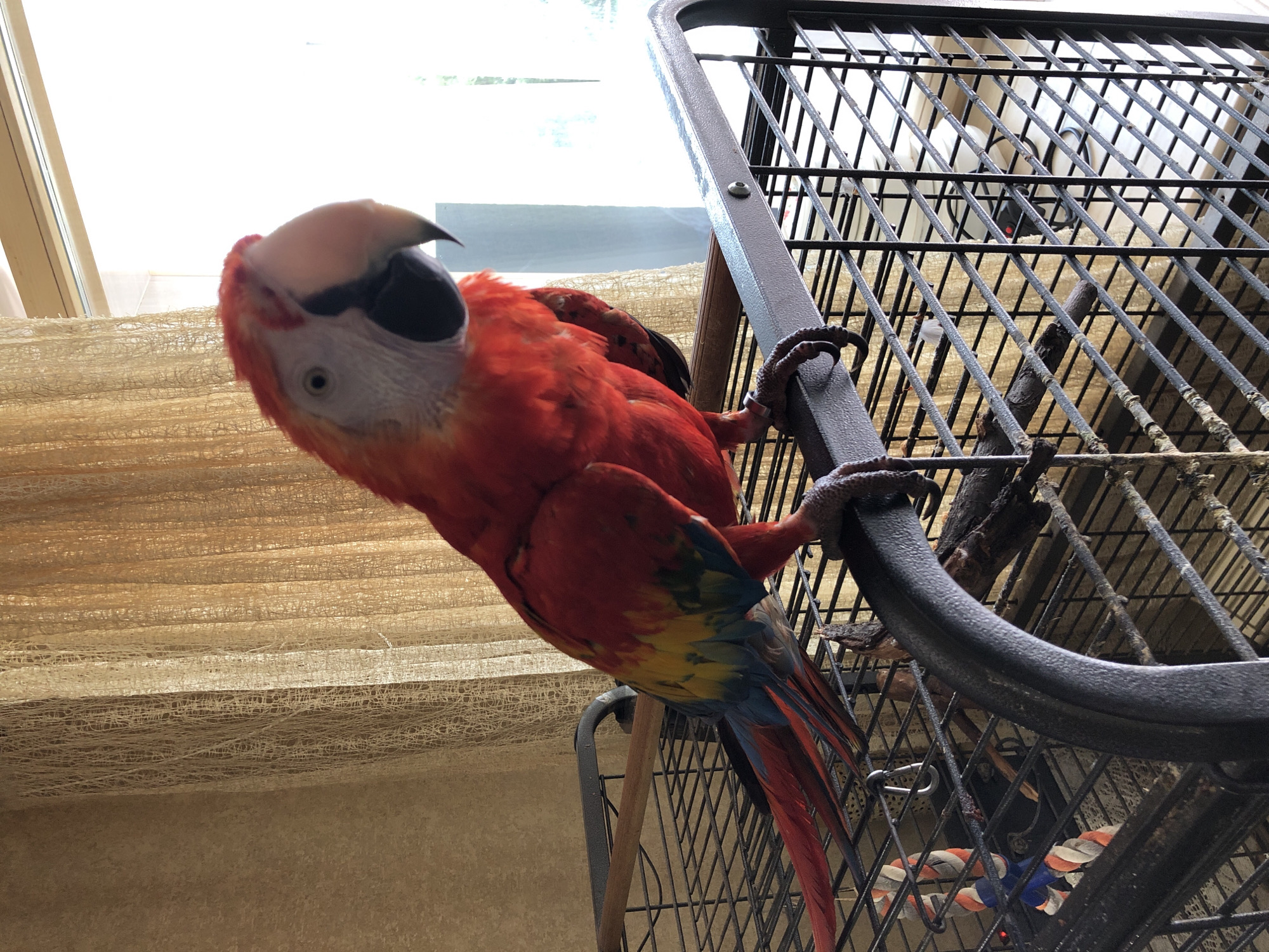 A scarlet macaw parrot is perched on the edge of a black metal cage, facing the viewer. The parrot has bright red plumage on its head and body, with yellow and blue feathers on its wings and tail. Its beak is large and pale, and its eyes are dark. The parrot is grasping the cage with its talons. The cage has a textured black metal frame and a wire mesh interior. Behind the cage, a sheer, golden curtain hangs, and through it, a bright, out-of-focus background is visible, suggesting an indoor environment with a window. There are no people or any other animals visible in the image. The scene is indoors, and there is no information to place it in Kazan, Russia.
