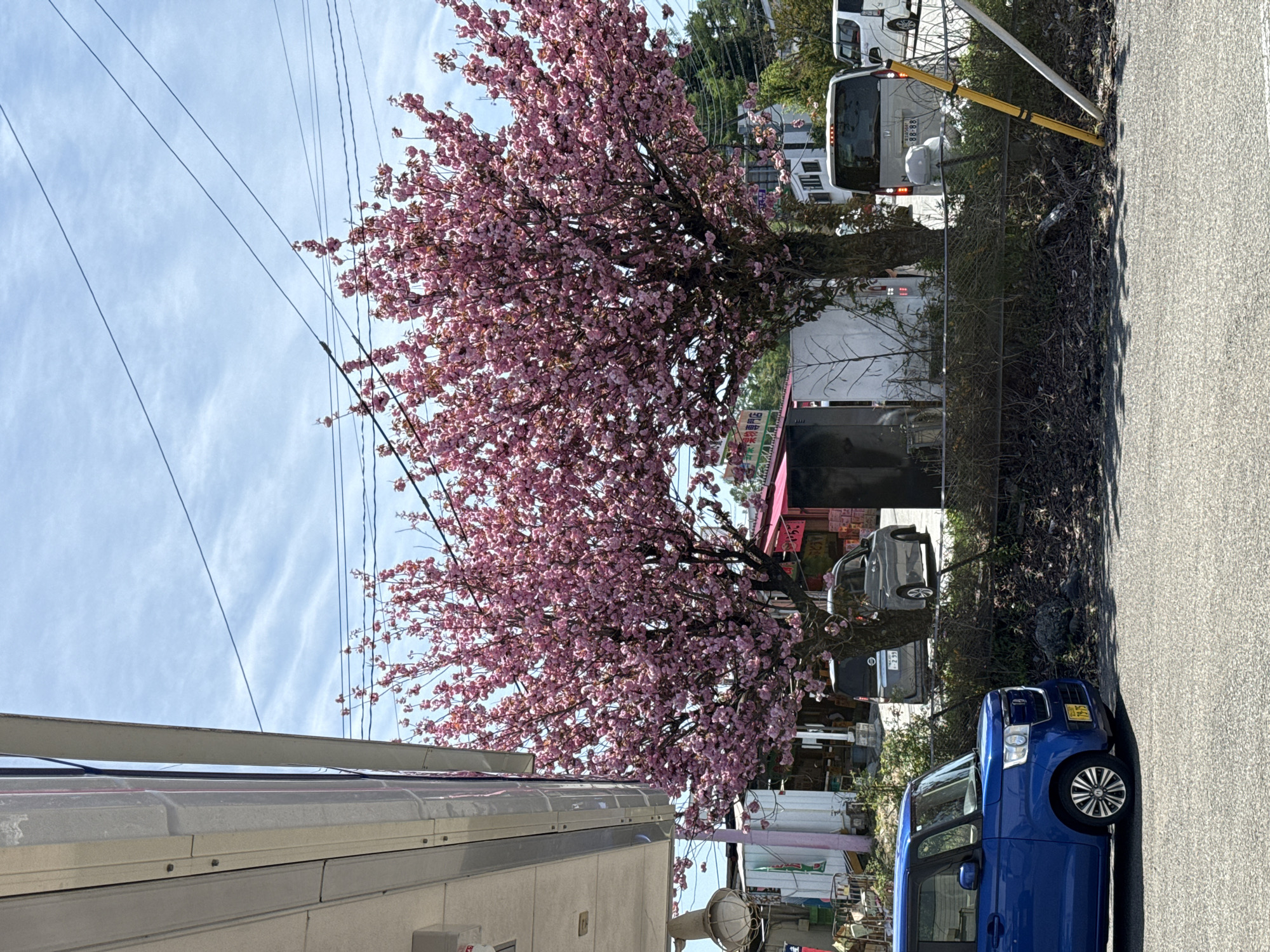 The image depicts a street scene in Fujiyoshida, Japan. A large flowering tree with pink blossoms dominates the view, positioned between buildings and utility poles. A blue car is parked on the right side of the frame, partially obscuring a gray car behind it. Across the street are a van and other parked vehicles. A fence runs along the side of the street. The sky is visible with light clouds.