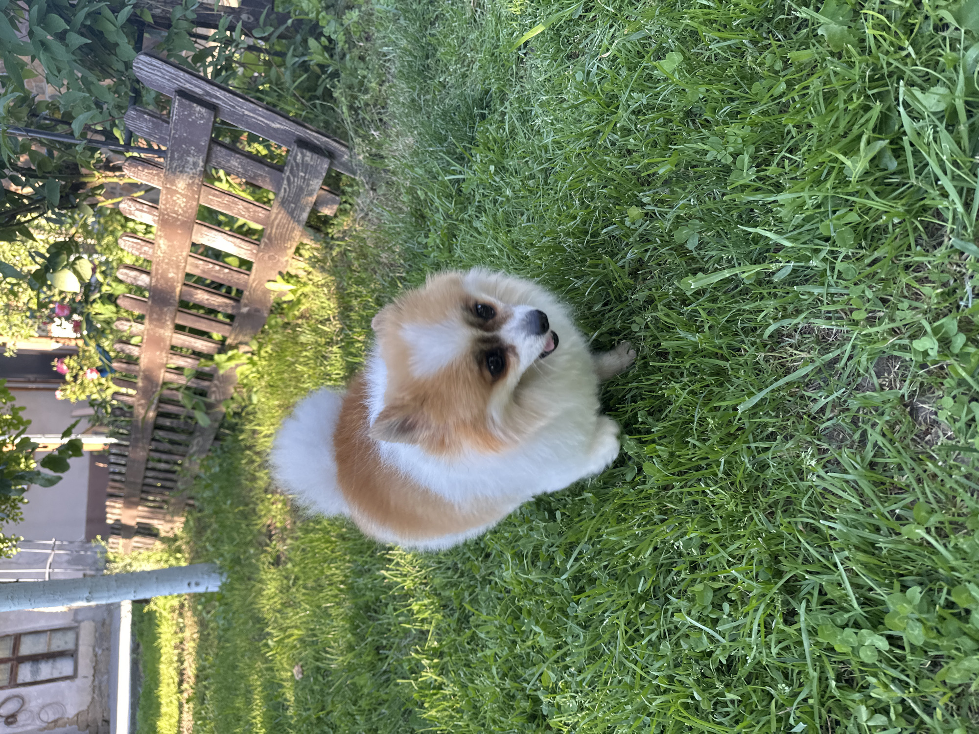A tan and white Pomeranian-type dog sits in a grassy yard, likely in a residential area in or near Goran, Bulgaria. The dog is looking slightly upward, possibly toward the camera. Behind the dog is a weathered wooden fence. In the background, a portion of a building with a light-colored facade is visible, along with some greenery. The dog is the central subject of the image.