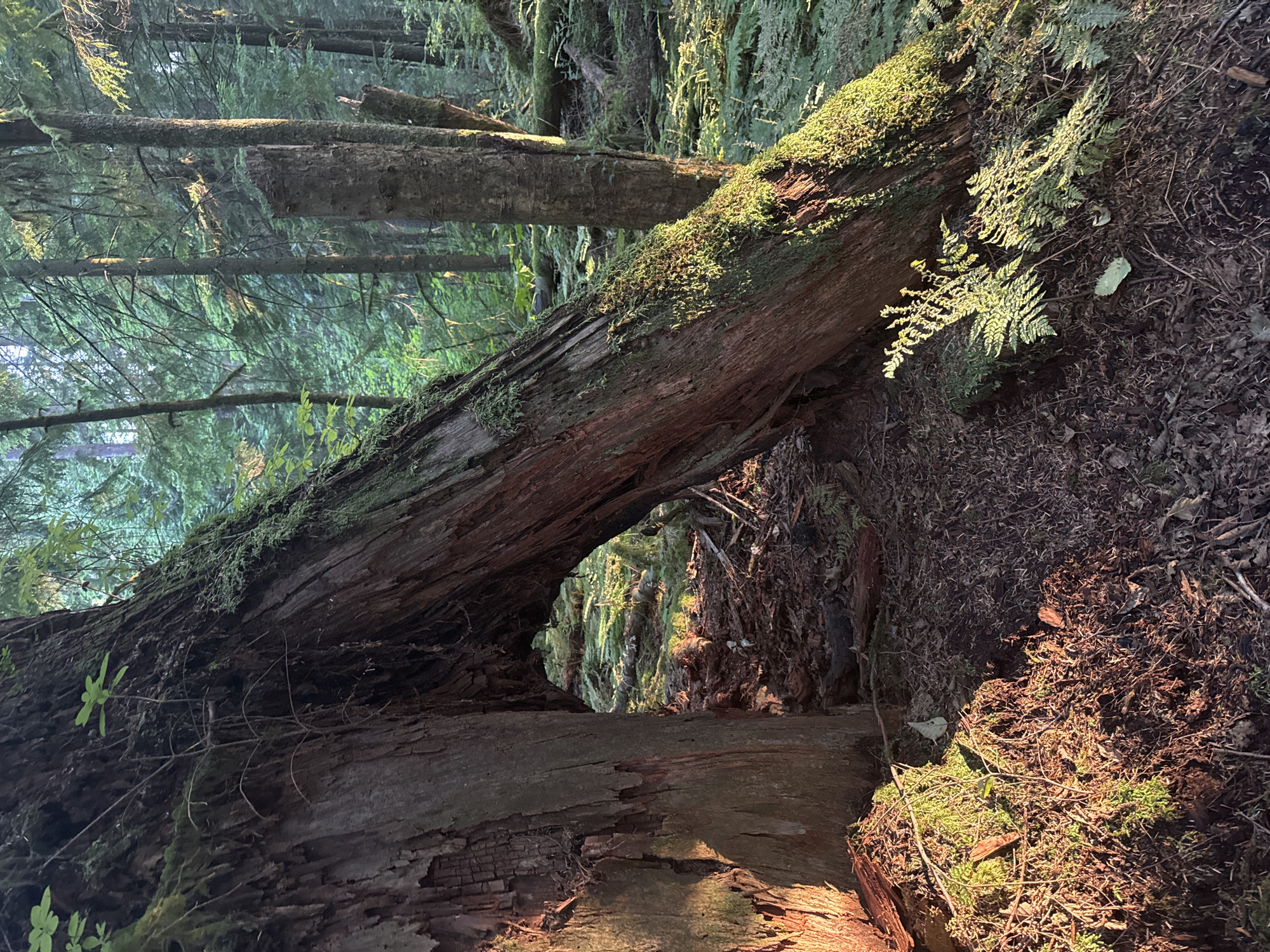 The image depicts a sun-dappled forest floor with large, moss-covered trees. A prominent fallen tree trunk with a hollowed-out section forms an archway in the foreground, allowing a view into the dense undergrowth of ferns and other greenery. Sunlight filters through the canopy, illuminating patches of moss and the forest floor with a warm glow. The scene is located in an outdoor, natural environment, likely within the forested areas of Coquitlam, Canada, such as a park or a trail. There are no people or animals visible in the image. The overall impression is one of a tranquil, natural setting bathed in the soft light of either sunrise or sunset.