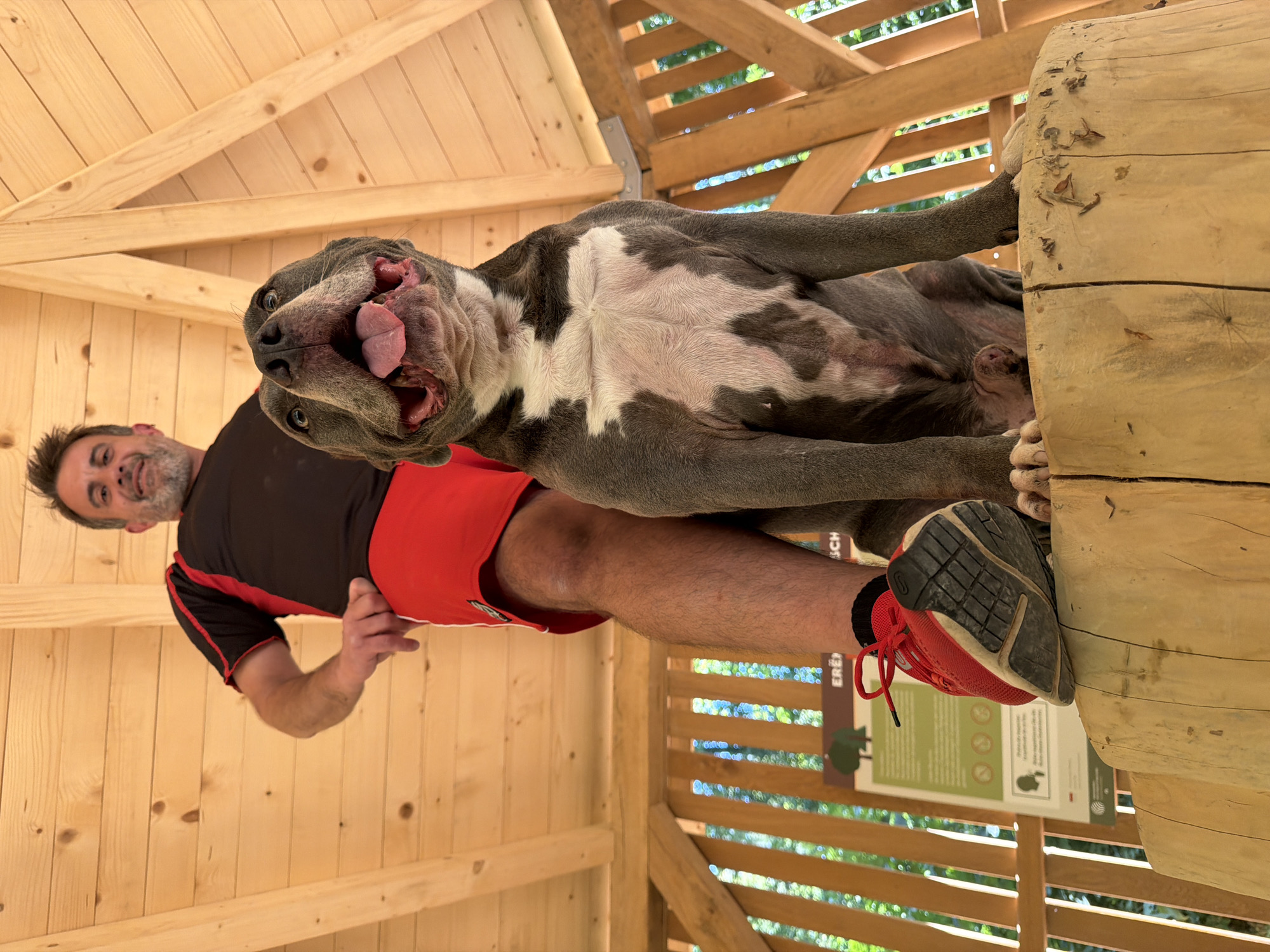 A man and a dog are posing for a photo in an outdoor, wooden structure. The man, wearing a black and red t-shirt and red shorts, stands behind a large, grey dog with white markings. The dog is sitting on a wooden surface, looking up at the camera with its mouth open. The structure appears to be made of light-colored wood and has a wooden roof. In the background, there are wooden railings and glimpses of greenery, suggesting a natural or park-like setting. A sign with text and graphics is visible behind the man's leg. The overall impression is a casual, outdoor scene, possibly in a park or recreational area within Esch-sur-Alzette, Luxembourg, given the sign's text.