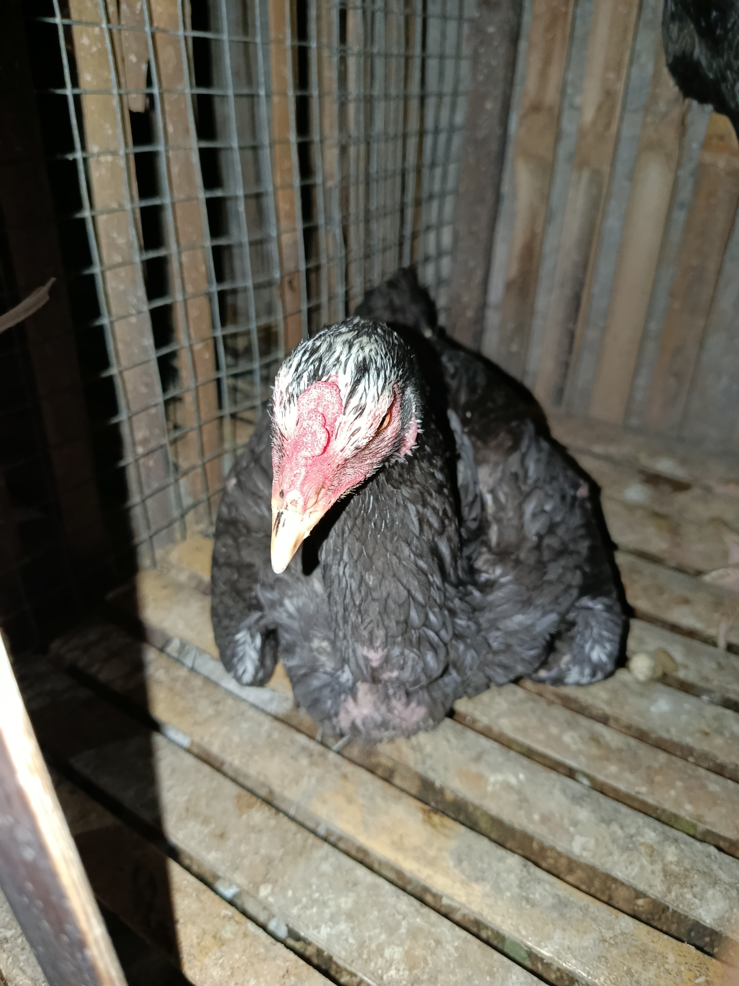 The image shows a black chicken with white markings on its head, sitting on a wooden slatted floor inside a cage. The cage appears to be made of wood and wire mesh, with vertical wooden slats forming the back wall. The chicken's face is red and fleshy, and its beak is light colored. The lighting is dim, casting shadows on the floor and the chicken. The scene is likely an animal enclosure, possibly a coop or a shelter for poultry. There are no people or any specific urban features visible that would indicate a location in Pacarmulyo, Indonesia. The image is an indoor, close-up shot of the chicken within its enclosure.