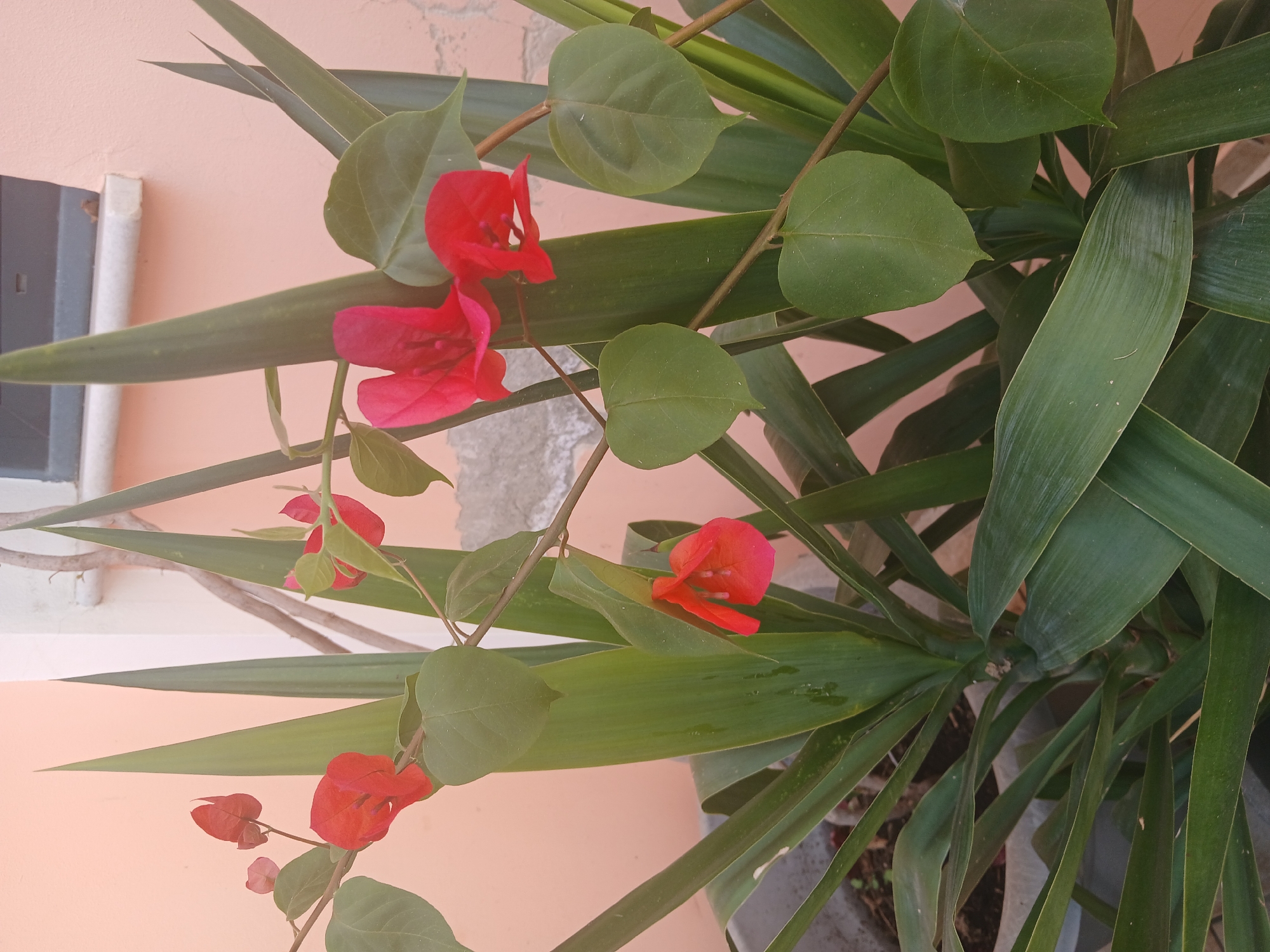The image depicts an outdoor scene dominated by two distinct plant species, situated against a building wall. The location is identified as Latsia, Cyprus.
In the foreground and midground, a Bougainvillea plant is prominent, characterized by its slender, woody stems, ovate to heart-shaped green leaves, and multiple clusters of vibrant red-pink bracts, some fully open while others appear as buds. These bracts, which enclose small white flowers, are dispersed throughout the plant structure.
Intertwined with and behind the Bougainvillea is a larger plant identified as a Yucca or similar species, exhibiting long, rigid, sword-shaped leaves of a dark green color. These leaves emerge from a central stem, forming a dense, spiky foliage mass that occupies the lower and central portions of the image. Small water droplets are visible on some of these leaves, suggesting recent watering or dew. The plants are contained within a large, dark-colored planter, partially visible at the bottom left.
The background consists of a smooth-textured building wall painted in a light peach or salmon-pink color. In the upper right quadrant, a window with a dark-colored frame, possibly grey or black, is visible. Below the window, a white sill, likely made of marble or concrete, extends horizontally. The lighting is natural daylight, illuminating the plants and wall without casting harsh shadows. No human subjects or specific actions are depicted; the scene is static.