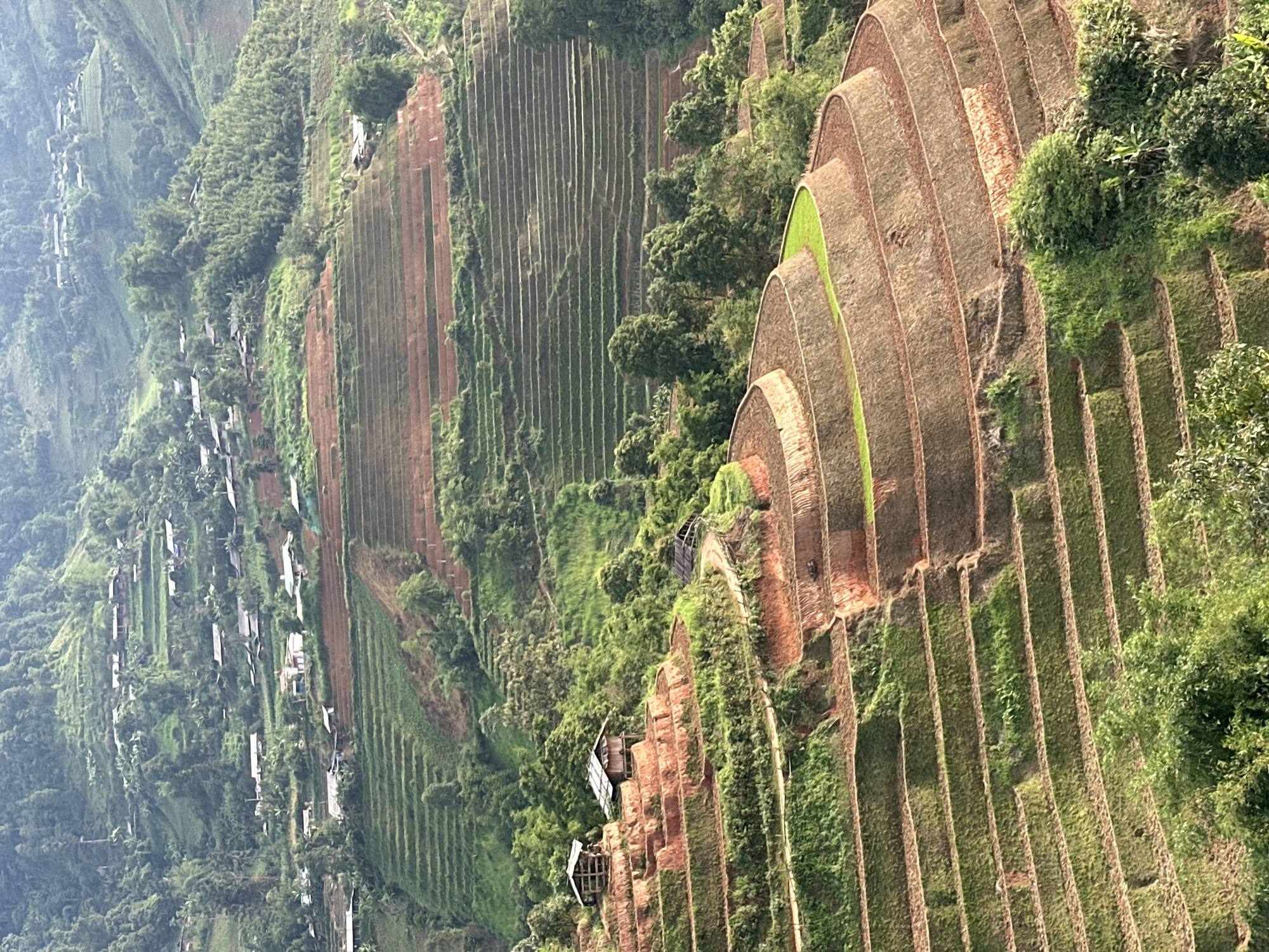 The image captures a vast, verdant mountainous landscape dominated by extensive terraced fields, indicative of an agricultural region like Lao Chai, Vietnam. The scene is characterized by the intricate patterns of numerous rice paddies carved into the hillsides, creating a mosaic of colors and textures.
In the foreground and midground, the terraces vary in appearance. Many are a rich, reddish-brown, suggesting recently tilled soil or fallow land, while others are a vibrant, lush green, likely indicating young rice plants or other crops thriving in the paddies. The terraced steps follow the natural contours of the mountains, showcasing remarkable human engineering for cultivation on steep terrain. Interspersed between the fields and on steeper, uncultivated slopes are dense patches of green trees and wild vegetation, adding to the verdant beauty of the environment.
Towards the distant left, a scattered village or settlement is visible, with numerous small, simple houses or farm structures nestled amongst the trees and along a distant ridge. Closer to the terraced fields on the right, a few isolated, rudimentary sheds or shelters can be observed, likely used by farmers.
The activity taking place is clearly agricultural, with the terraces signifying active farming. The image appears to be taken under bright, clear daylight, possibly late morning or early afternoon, with even illumination across the expansive landscape. The weather seems fair with good visibility. There are no people visible, nor is there any discernible text in the image. The overall impression is one of a peaceful, hardworking agricultural community thriving within a majestic natural setting.