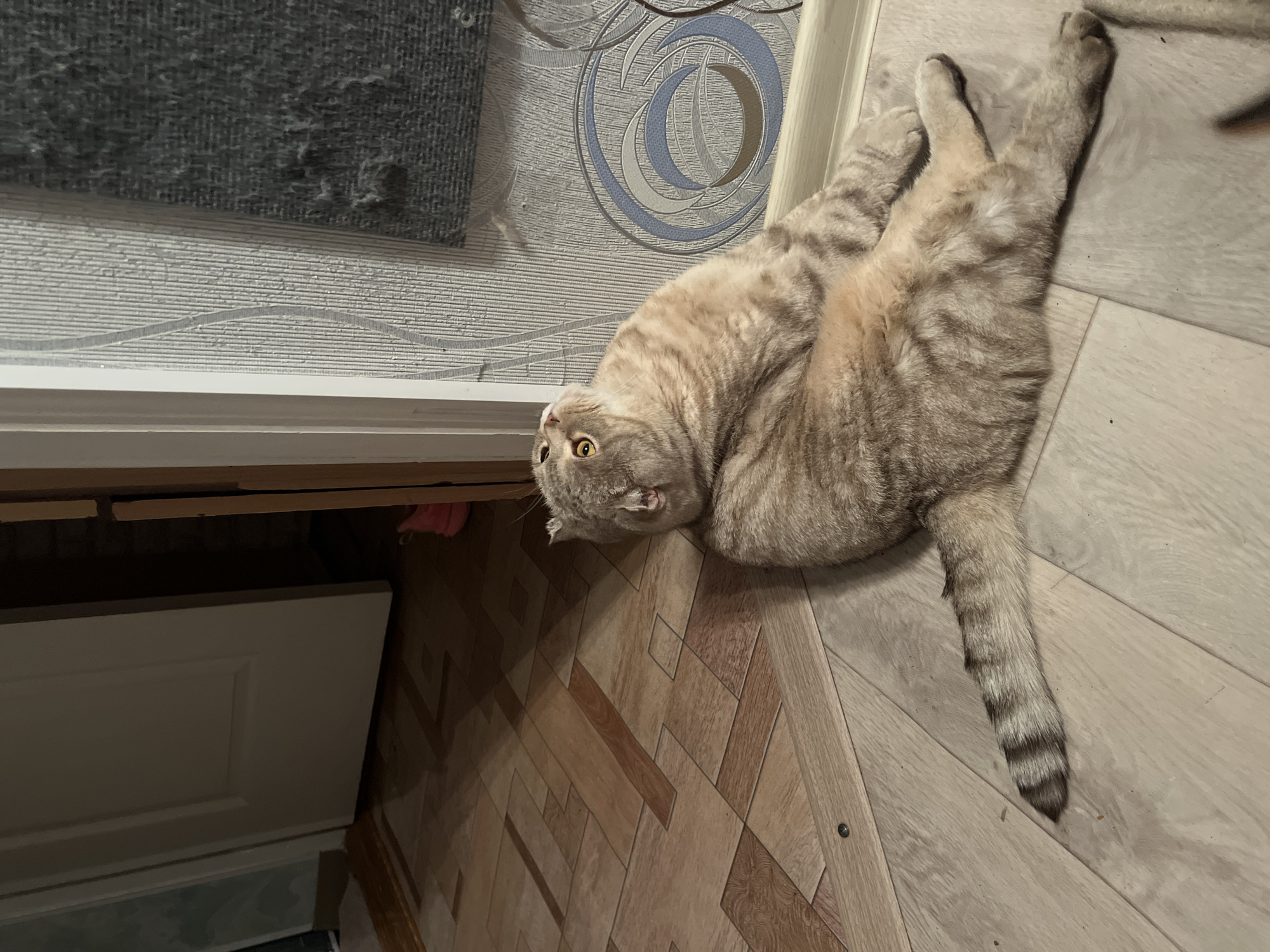 A tan tabby cat lies on its back on a wood-patterned floor, looking up and to the left. The floor is arranged in alternating patterns of lighter and darker wood grain. Part of a white door is visible in the lower left. Above the cat is a wall with decorative stripes and a circular pattern. The location is Chaikovsky, Russia.