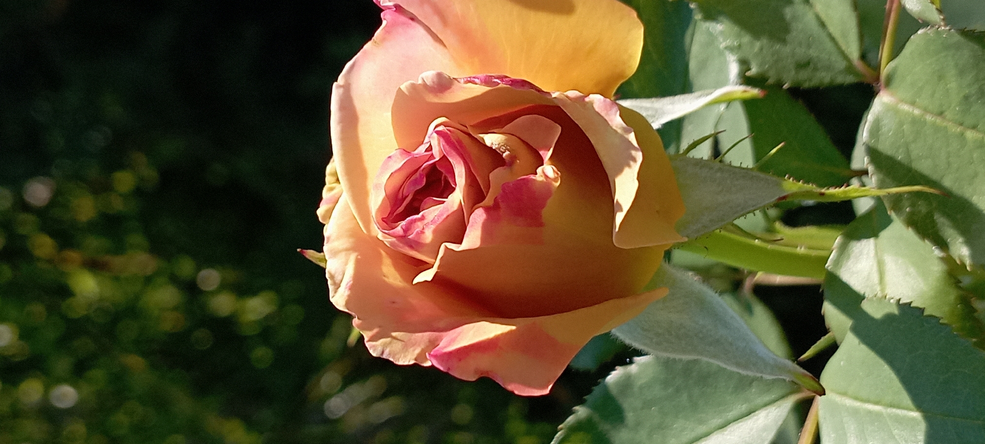 A close-up shot captures a peach-colored rose in bloom, its petals tinged with pink at the edges. The rose is angled slightly, revealing the intricate spiral of its inner petals. Sunlight illuminates the flower, casting soft shadows and highlighting the delicate texture of the petals. Green rose leaves with serrated edges are visible in the foreground and background, some in sharp focus, others blurred. The background consists of dark, out-of-focus foliage, suggesting a garden setting. The image appears to have been taken outdoors on a sunny day, likely in Radisne, Ukraine, given the prompt's context. There are no people or visible actions depicted in the scene.