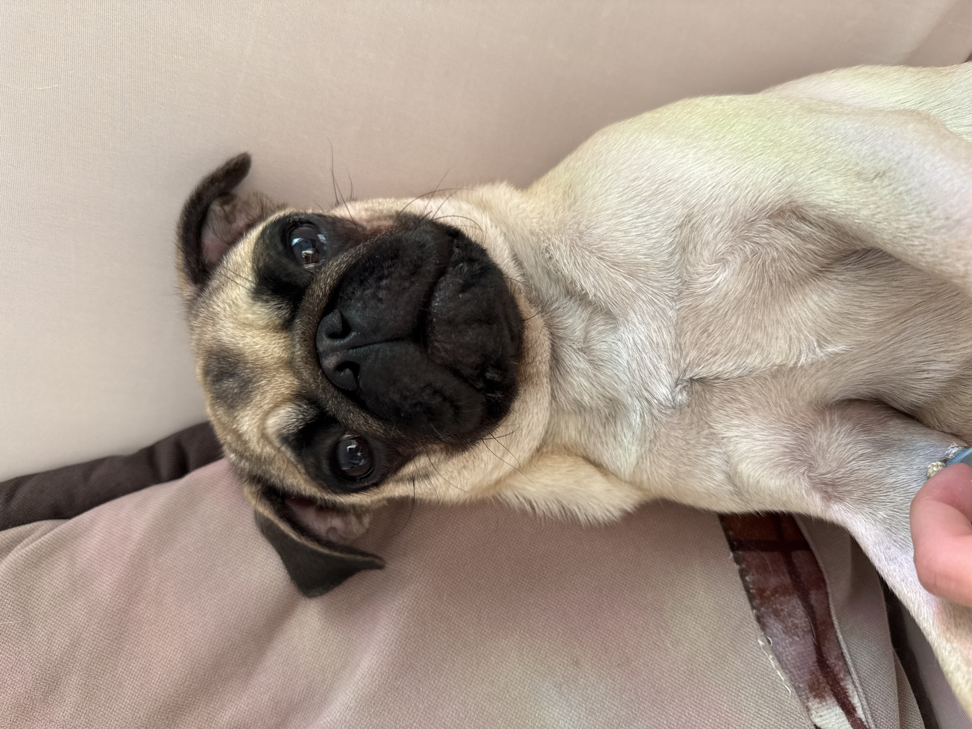 A pug puppy lies on a light-colored surface, possibly a couch or bed, with its head tilted upwards and its body partially visible. The puppy's fur is a mix of tan and black. It has large, dark eyes, a black nose, and floppy ears. One of its paws is visible in the lower left corner of the frame, with a person's fingers gently touching it. The background is soft and out of focus, creating a shallow depth of field that emphasizes the puppy. The lighting is soft and natural, casting gentle shadows on the puppy's face and body.