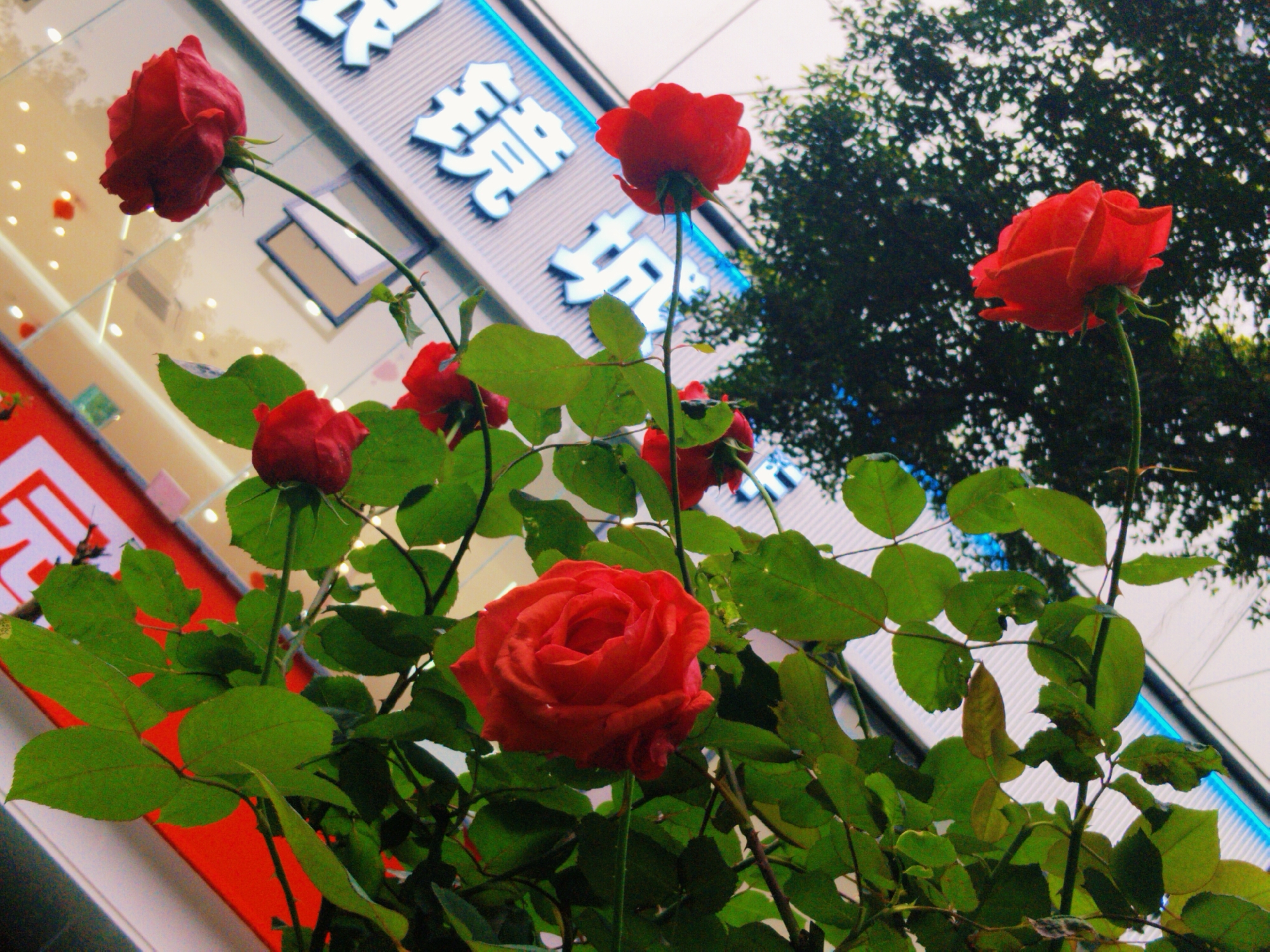 A low-angle shot depicts several red roses in full bloom, set against the backdrop of a building facade and a tree. The roses are the central focus, with their vibrant red petals and green stems and leaves prominently displayed. The building in the background has a modern design, featuring what appears to be Chinese characters in white on a textured surface, possibly illuminated by blue neon lighting. The tree, partially visible in the upper right, has dense foliage, contributing to the natural element of the scene. The location is Yuzhong District, China.