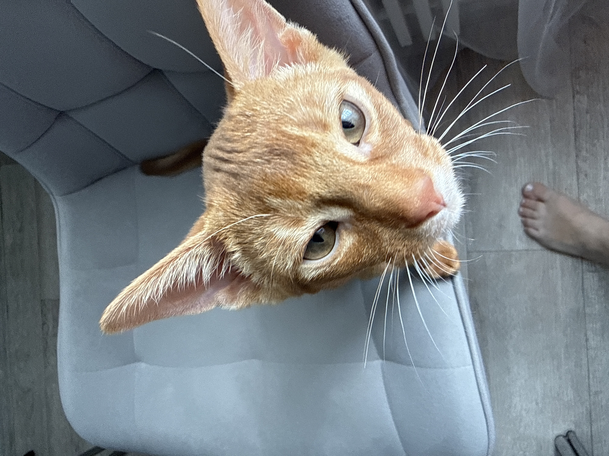 An orange cat sits on a grey tufted chair, looking directly at the camera. The cat's head and upper body are in focus, with its ears perked and whiskers fanned out. The background shows the tufted back of the chair and a portion of the floor. A human foot is visible in the lower right corner of the image. The lighting suggests an indoor setting, possibly a home. There is no information in the image to determine the location in Stary Oskol, Russia.