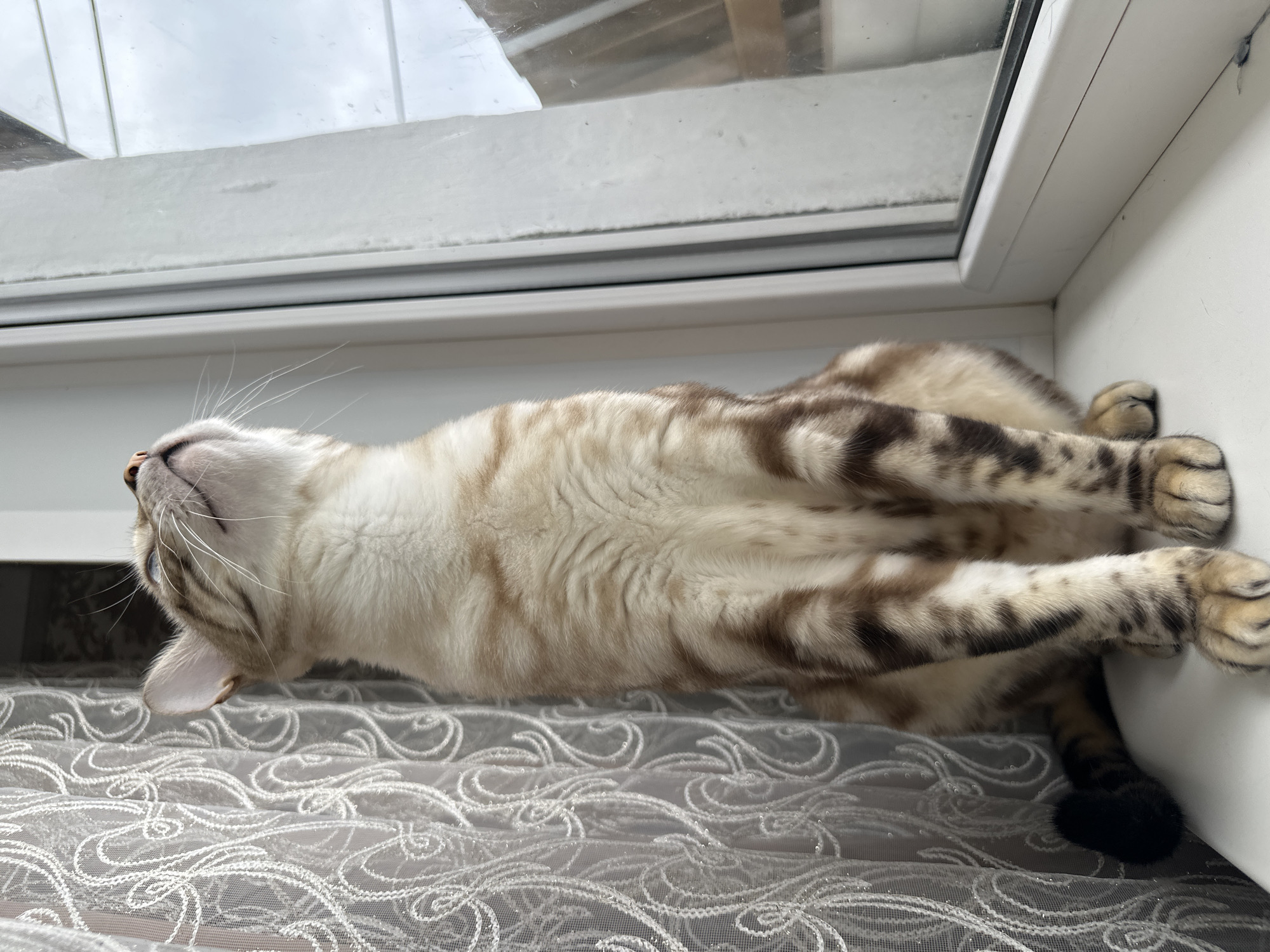 A young Bengal cat sits on a white windowsill, looking up and to the right. The cat has a light tan coat with dark brown spots and stripes. Its front paws are resting on the windowsill, and its tail is curled to its left. To the left of the cat is a sheer white curtain with an intricate floral pattern. To the right is a window with a white frame, through which a cloudy sky is visible. The overall lighting suggests it is daytime. The location is not specified in the image.