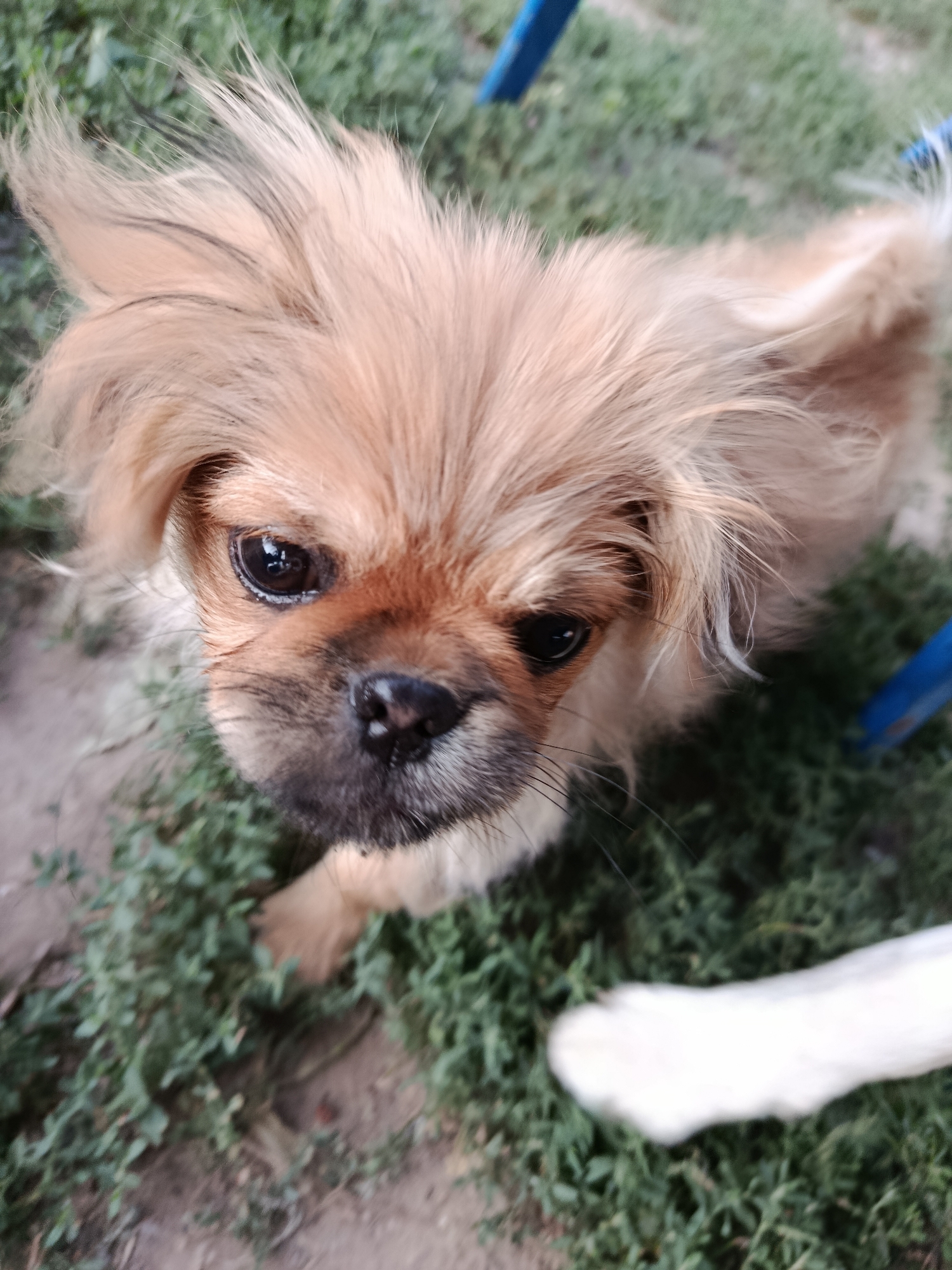 This media file is a close-up, high-angle shot of a small, light brown dog with fluffy fur and dark eyes. The dog is looking directly up at the camera with an attentive expression. Its fur is light brown with some darker strands mixed in, particularly on its ears and around its muzzle. The dog's nose is black, and its eyes are dark and glossy. Some long, fine whiskers are visible around its snout.
The dog appears to be outdoors, with green grass and some dirt visible in the background. A blurry white object, possibly a dog toy or another dog's limb, is in the lower right corner of the frame. A blue object, likely part of a chair or a similar structure, is visible in the upper right and upper left corners of the image. The lighting suggests it is daytime. The overall impression is of a candid moment captured while the dog is interacting with its environment or owner.
No visible text is present in the media file. The setting appears to be a yard or outdoor area in Bekhtery, Ukraine.