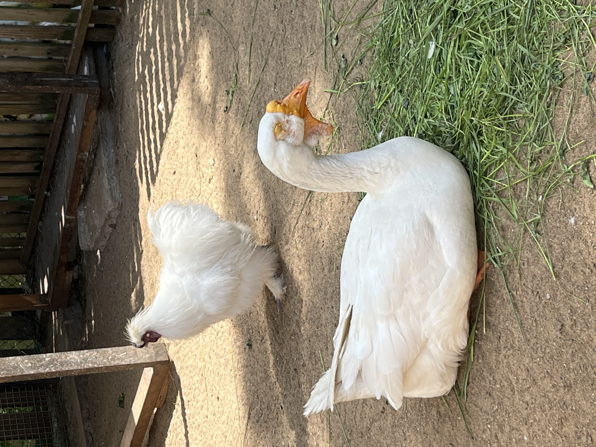 The media file shows two white birds in an outdoor enclosure. In the foreground, a large white goose is standing with its head craned upwards and its beak open, as if vocalizing or reaching for something. The goose has yellow-orange skin around its beak and eyes, and its feathers are primarily white. To the left and slightly behind the goose, a smaller white chicken with fluffy, silken feathers is pecking at the ground. The chicken has a dark beak and appears to have dark eyes.
The ground is covered in sand and dirt, with scattered blades of green grass. In the background, there is a wooden structure with horizontal slats, casting a pattern of shadows on the ground. The lighting suggests it is daytime, with strong sunlight creating distinct shadows. The setting appears to be an animal enclosure, possibly a farm or a zoo, given the presence of the birds and the rustic fencing. There is no visible text in the image. The overall scene is one of birds in a naturalistic, outdoor environment. The location context of Saint Petersburg, Russia, is provided separately and not inferable from the image itself.