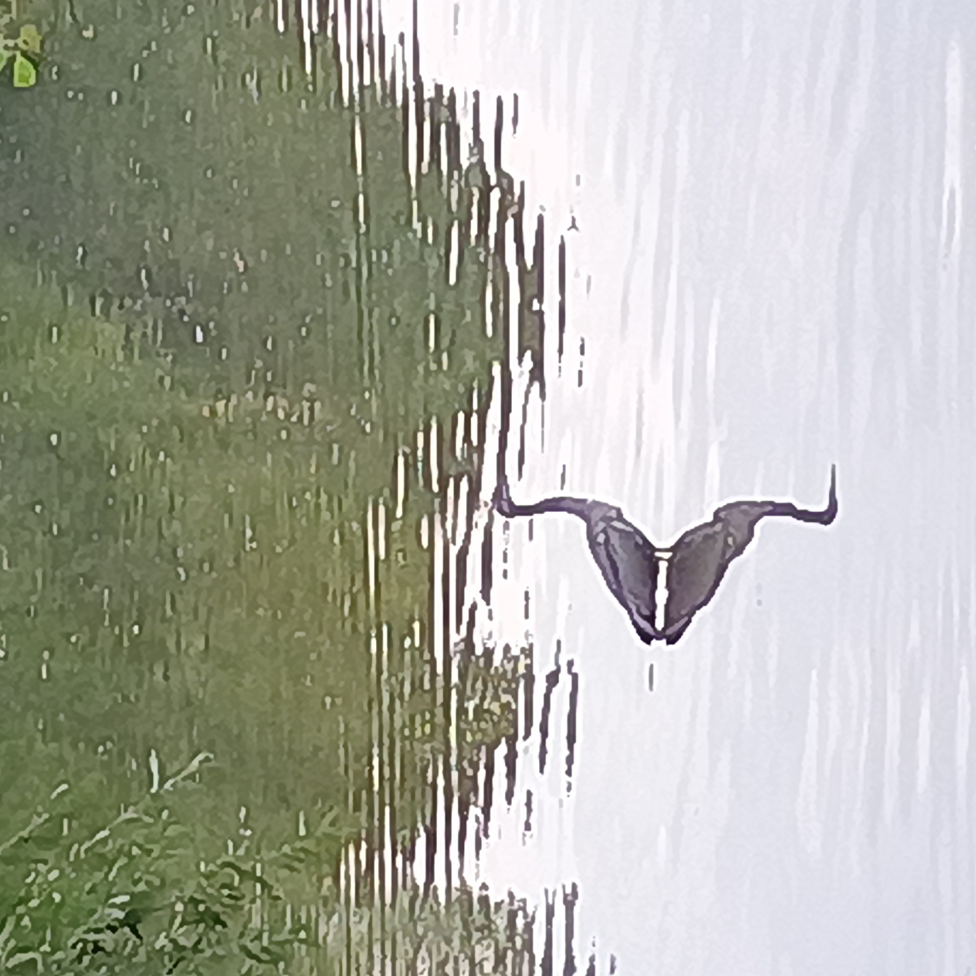 The image captures a solitary Great Blue Heron standing in shallow water. The heron is dark gray with a long, slender neck and beak, and is positioned slightly to the left of the frame. Its reflection is clearly visible below it in the water, mirroring its form. The water surface shows ripples and reflections of the surrounding environment, which appears to be a natural setting with trees and foliage visible in the background, suggesting a body of water like a pond or lake. The overall lighting is soft, indicating it might be early morning or late afternoon. No specific landmarks identifying Iserlohn, Germany are visible in this image.