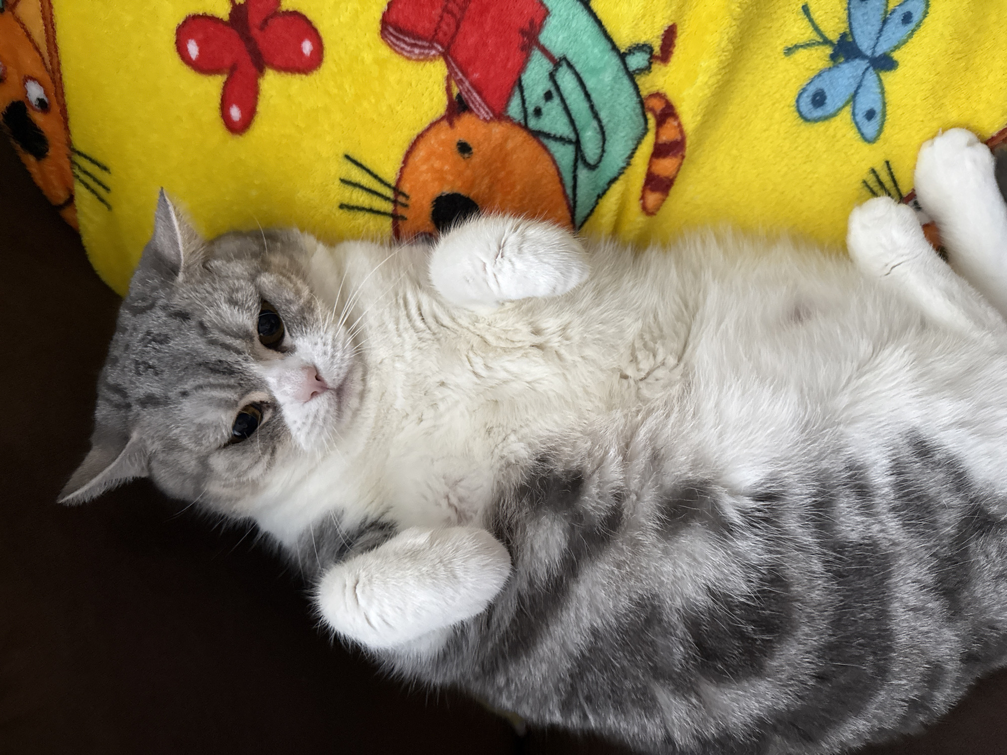 A gray and white cat is lying on its back on a dark surface, with a yellow patterned blanket partially visible in the upper portion of the image. The cat has its front paws curled up near its chest. The blanket has cartoon-like images of a butterfly and a caterpillar. The image was taken in Chaikovsky, Russia.