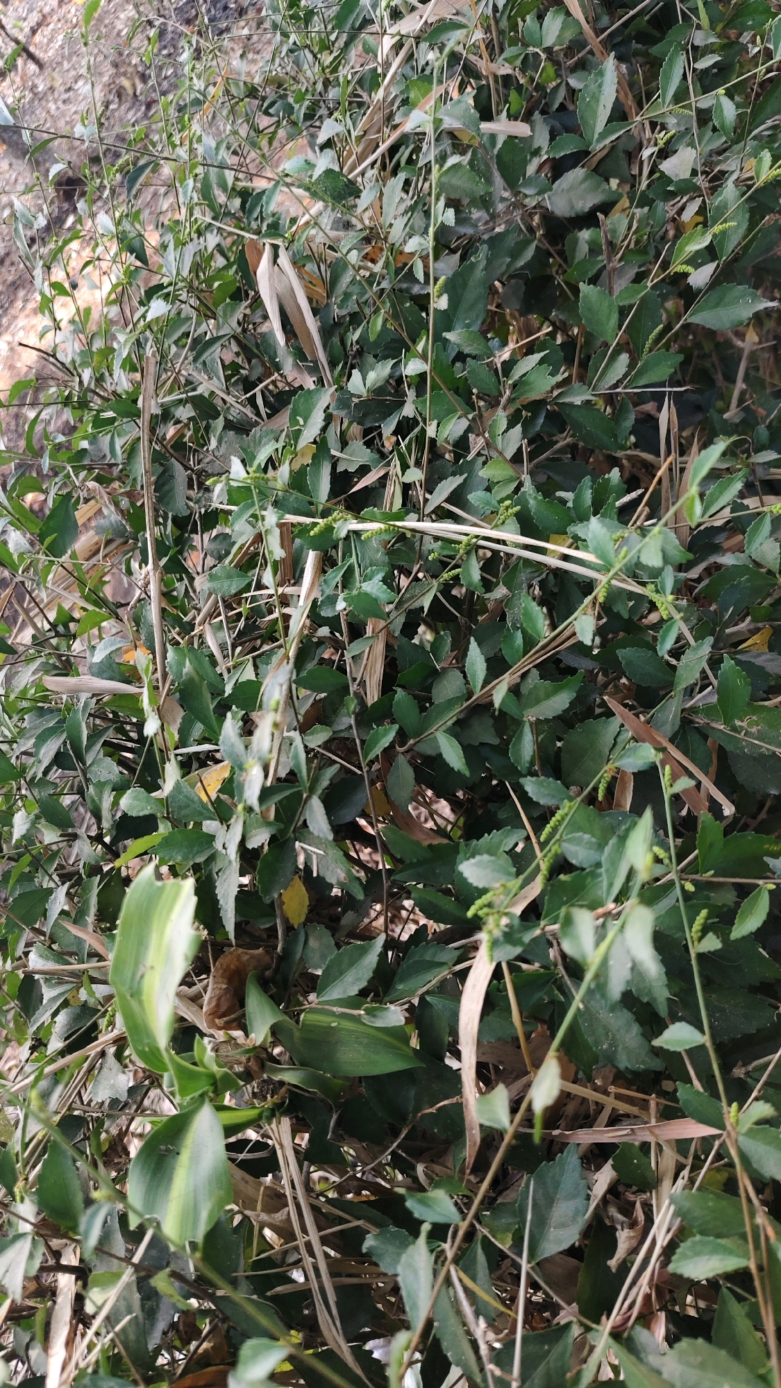 This is a close-up, top-down, full shot of dense, green foliage and dry, brown stalks of vegetation, possibly a natural area or overgrown garden, in Banyubunih, Indonesia. The primary subject is the lush, leafy green plants, with some smaller clusters of light green buds visible on thin stems. Interspersed among the green are dry, straw-like stalks and some brown, withered leaves. In the lower left quadrant, a broad, green leaf with yellow variegation is prominent. The background is out of focus and appears to be a mix of brown soil and muted vegetation, suggesting an outdoor environment. There are no people or animals visible in the image. The lighting is natural and diffused.