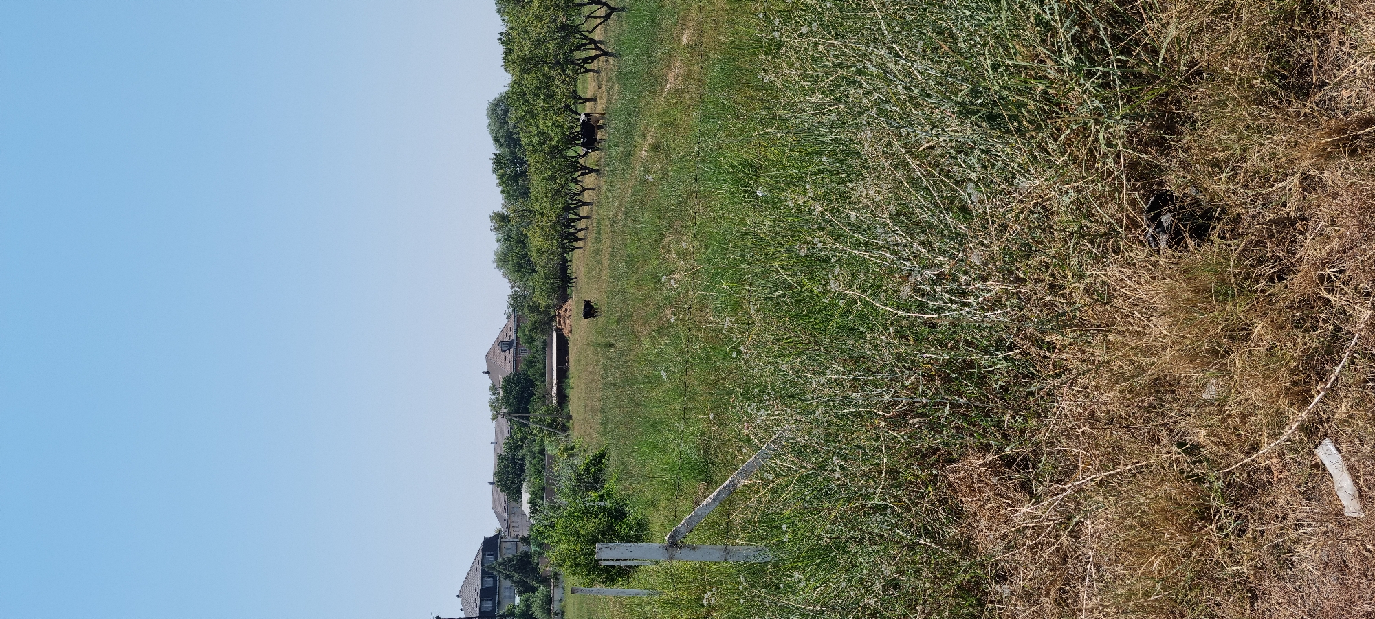 The image depicts a rural landscape under a clear blue sky, featuring a field with tall green and dry grass. In the mid-ground, a row of fruit trees, possibly apple or pear, is visible, with some trees having their leaves appear slightly yellowed, suggesting the season may be late summer or early autumn. Two cows are present in the field: one appears to be black and white and is grazing near the fruit trees, while another, mostly black, is closer to the center of the field. In the background, several residential buildings with tiled roofs are visible, interspersed with greenery. A rudimentary structure, possibly a shed or animal enclosure with hay bales, is situated near the buildings. A white fence post and wire fencing are present in the foreground on the left side of the image. The ground in the immediate foreground is covered with a dense mix of dry grass and some green vegetation. The overall impression is one of a semi-agricultural area on the outskirts of a settlement.