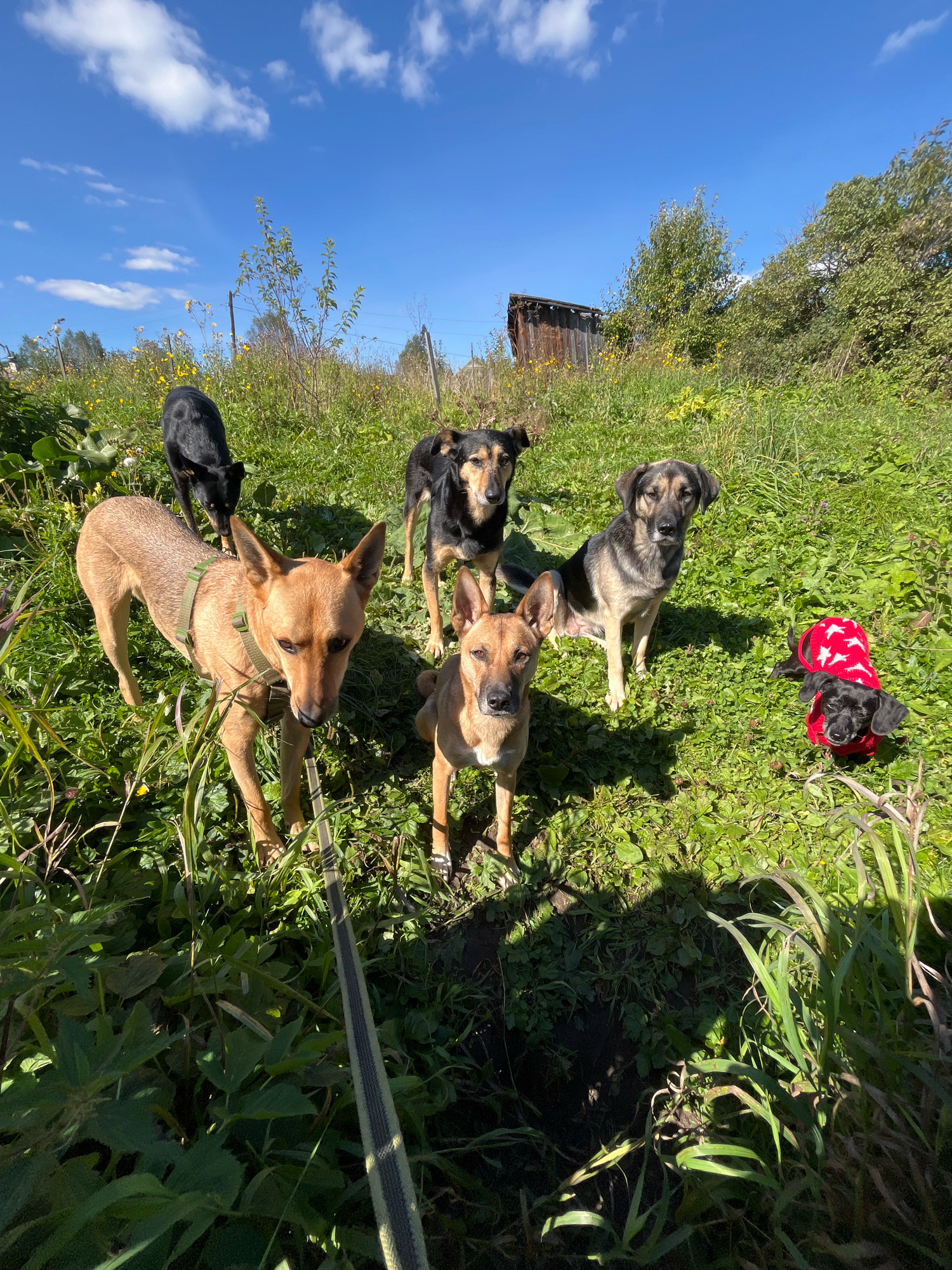 The image depicts a group of six dogs outdoors on a sunny day in a grassy area. The dogs are of various breeds and sizes. One dog in the foreground is tan and appears to be on a leash. Another dog is black and is positioned behind the tan dog. Two larger dogs, one black and tan, and another with gray and black markings, are visible in the mid-ground. A smaller black dog wearing a red sweater with white stars is lying down in the right mid-ground. In the background, there is lush green grass, some yellow wildflowers, trees, and a rustic wooden structure. The sky is bright blue with scattered white clouds. The scene suggests an informal outdoor gathering of dogs, possibly in a park or rural setting. There is no visual information to identify this location specifically within the city of Nizhny Tagil, Russia.