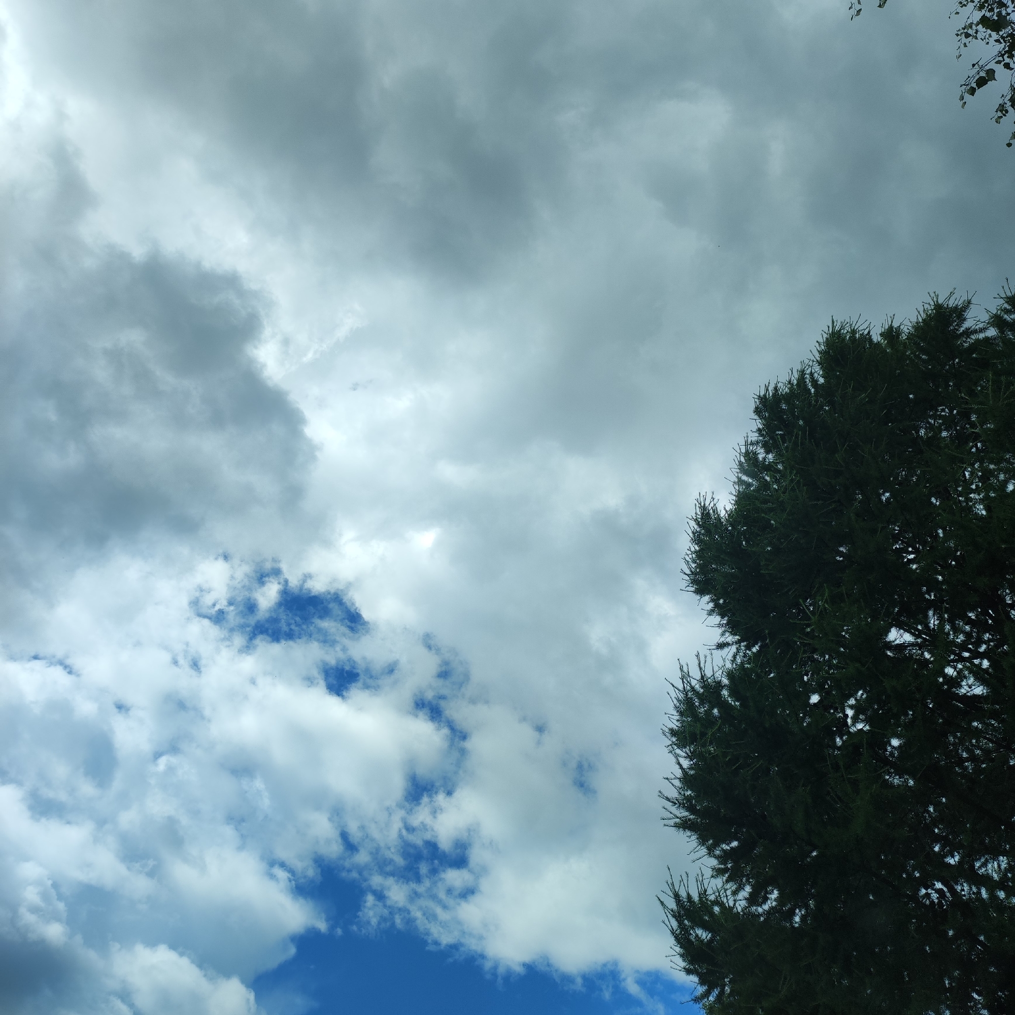 This media file depicts a sky with clouds and a portion of a dark green coniferous tree in the foreground. The sky is a mix of grey, cloudy areas and patches of bright blue. The clouds are textured, with some appearing wispy and others more dense. The tree, likely a spruce or fir, takes up a significant portion of the right side of the frame, with its needles sharp and distinct against the sky. The leaves of another tree, lighter in color and less dense, are visible at the top edge of the frame, suggesting a natural outdoor setting.
The lighting suggests it is daytime, but the heavy cloud cover indicates overcast or partly cloudy weather, possibly with the sun intermittently breaking through. The overall mood conveyed by the image is one of natural beauty and perhaps a hint of dramatic weather, given the contrast between the dark clouds and the blue sky. There are no people or objects visible, and no text is present. The location context provided is Kineshma, Russia, which aligns with the presence of coniferous trees and the type of sky often seen in temperate climates.