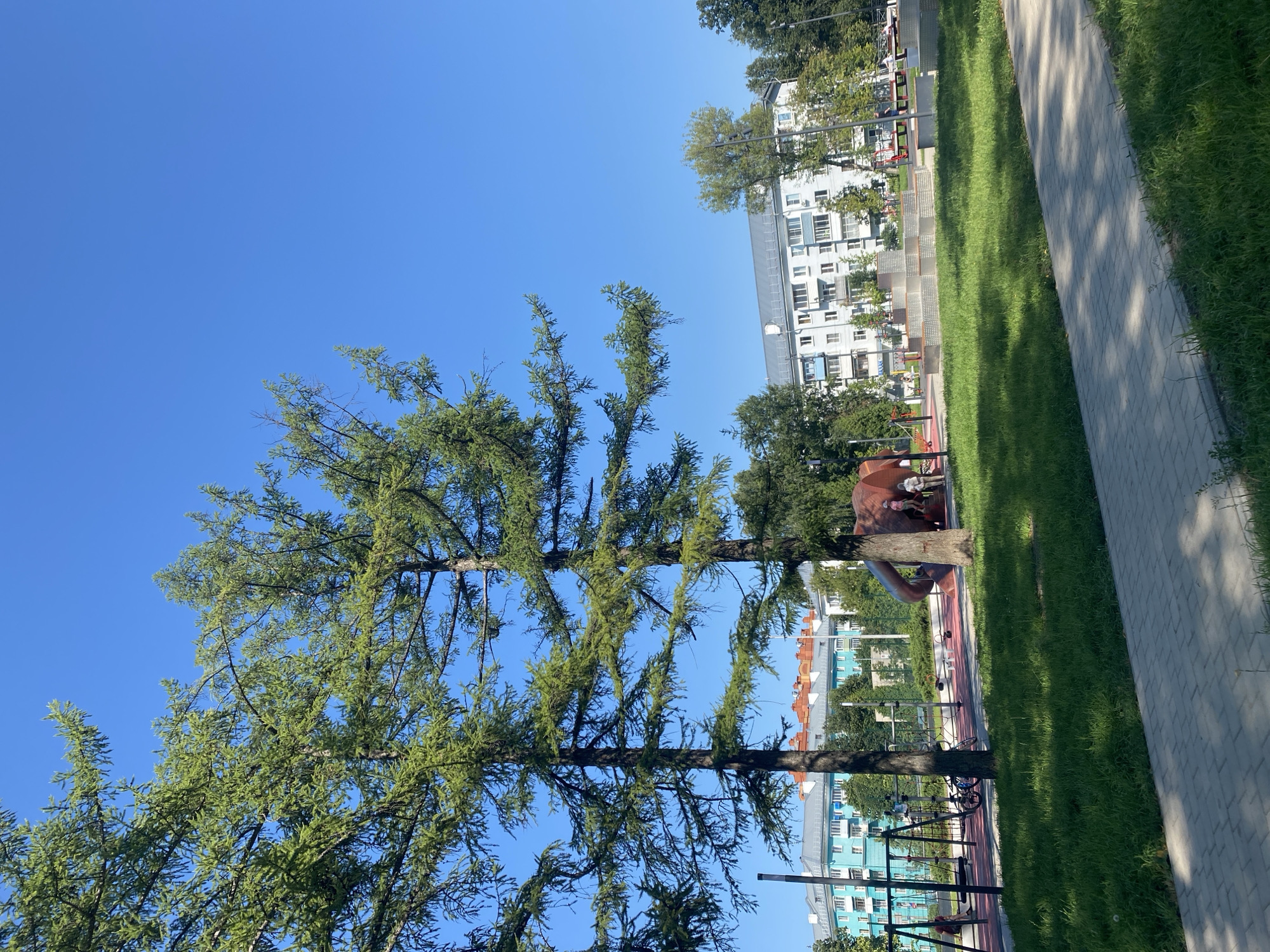 The image depicts a playground area with a clear blue sky overhead and lush green grass. In the foreground, a paved walkway runs parallel to a grassy lawn. Behind the lawn, a red-surfaced playground is visible, featuring swings, a slide shaped like an elephant, and other play structures. Two trees with sparse foliage stand prominently in the left half of the image, framing the playground. In the background, several residential buildings with blue and white facades can be seen, along with more trees. A few people are present on the playground, including a child on the elephant slide and two adults standing nearby, one observing the child. The scene appears to be a public park in the city of Novomoskovsk, Russia, on a sunny day.