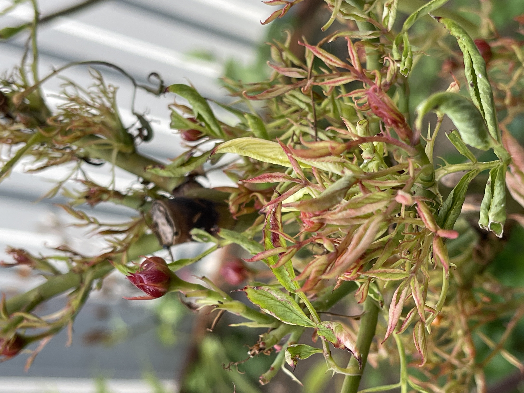 A close-up, eye-level shot captures a rose bush with new growth in the city of Sredny, Russia. The plant is a cluster of thin, green stems adorned with tightly furled, dark red rosebuds and young, light green leaves tinged with pink and red. Some of the leaves appear slightly curled and delicate, indicating early spring growth. The background is softly blurred, showing a light gray, corrugated metal fence and hints of green foliage, suggesting an outdoor garden setting. There are no people or animals present in the frame.