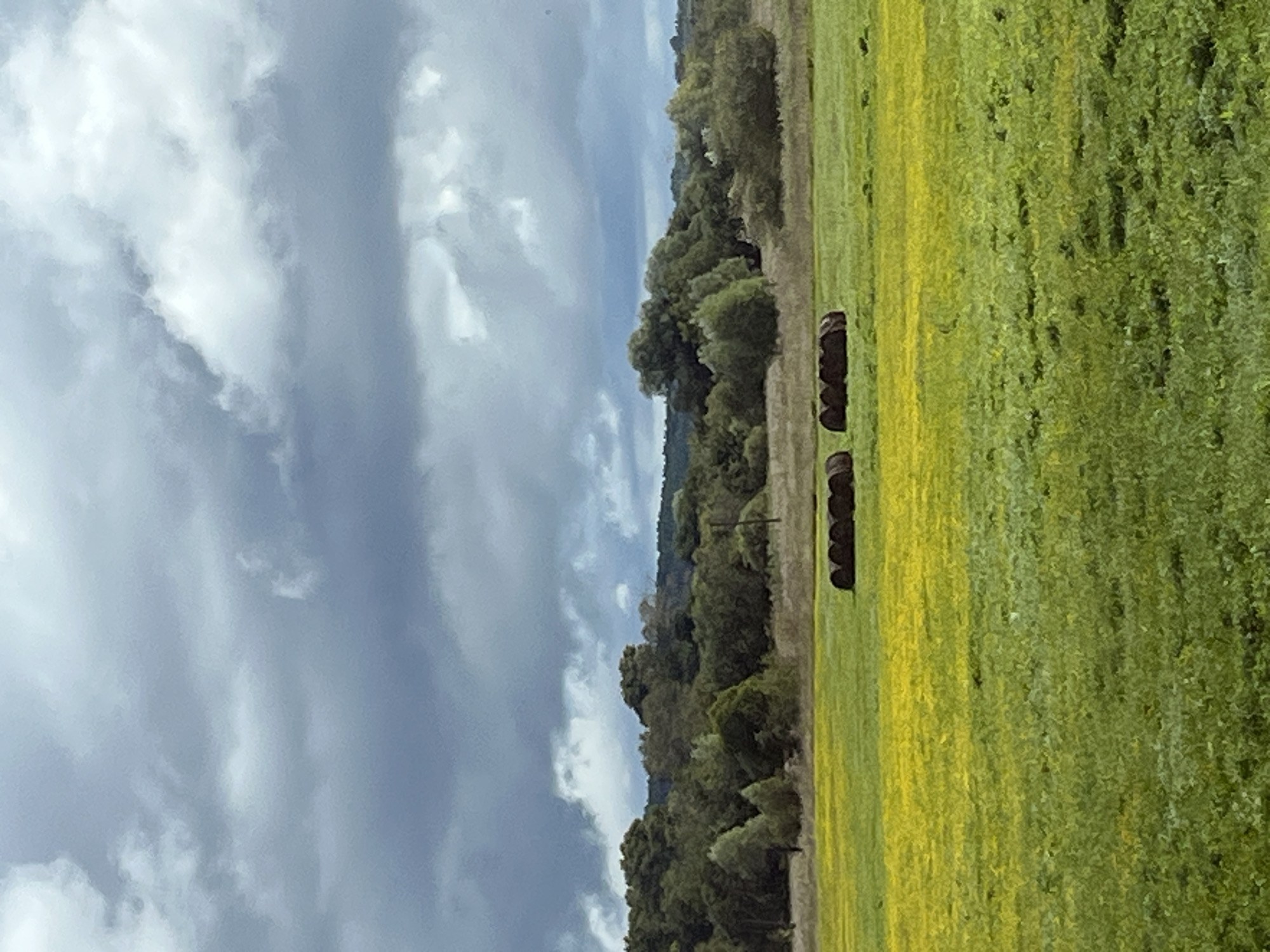 The image depicts a landscape scene, likely in or around Chernovskoe, Russia. The foreground is dominated by a vibrant green field interspersed with patches of bright yellow flowers. In the middle ground, a row of dark, cylindrical hay bales is visible, suggesting agricultural activity. Behind the field, a dense line of trees forms a natural border, with rolling hills and a hazy sky in the distance. The sky is filled with dramatic, grey clouds, indicating potentially overcast or stormy weather. There are no people or animals visible in the frame, and the overall impression is one of a rural, natural environment.