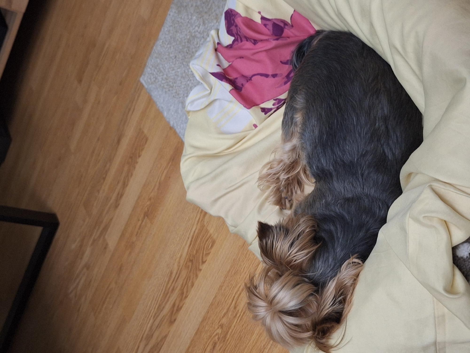A Yorkshire Terrier is sleeping on a dog bed, partially covered by a yellow blanket. The bed has a floral pattern with pink and white colors. The dog's head is visible with long, light brown fur. The background shows a wooden floor and a glimpse of a gray rug. The location and city information are irrelevant as the image does not provide such data.