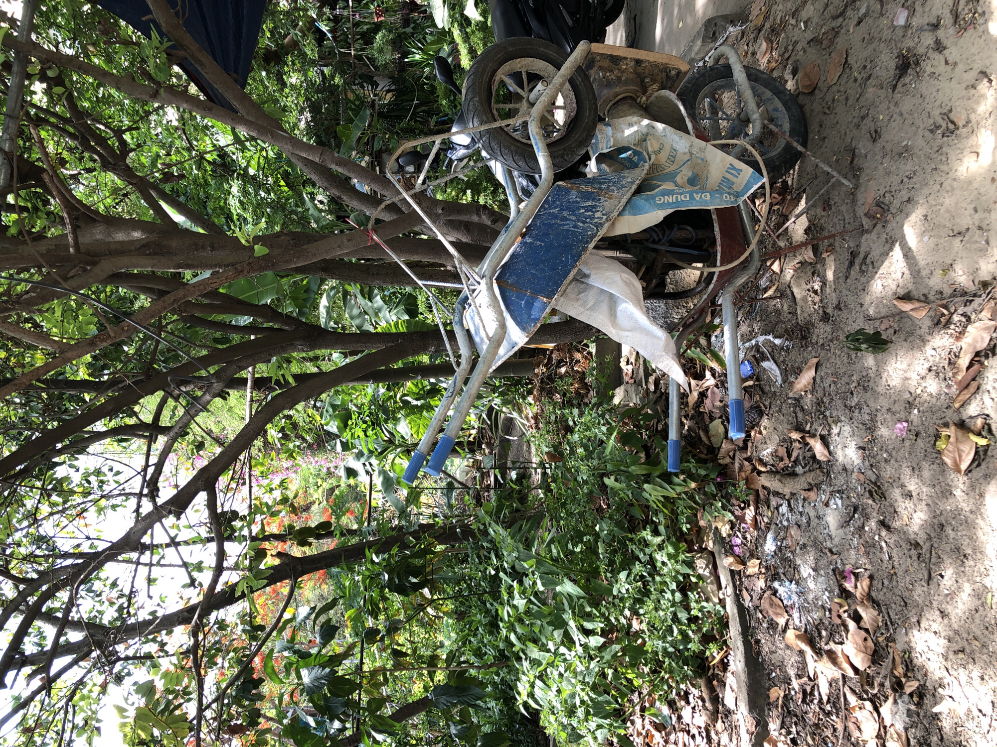 In Đà Nẵng, Vietnam, a scene of disarray is captured outdoors. A blue and metal wheelbarrow, heavily weathered and dirty, lies tipped on its side, propped against a tree trunk. It is partially covered with a white tarp and some construction material with text in what appears to be Vietnamese. A black motorcycle is parked behind the wheelbarrow, its rear wheel visible. The ground is a mix of dirt, fallen leaves, and scattered debris, suggesting a construction or work area. Lush green vegetation, including leafy plants and trees with some flowering branches, surrounds the scene, creating a dense, natural backdrop. Sunlight filters through the foliage, casting dappled shadows.