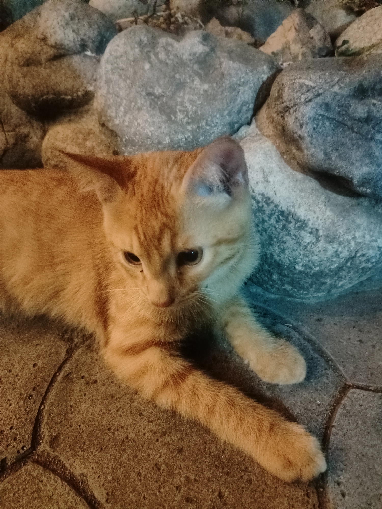 A ginger tabby kitten is lying down on a paved surface, possibly in an outdoor area of Almaty, Kazakhstan. The kitten is facing to the right, with its head slightly lowered and its ears perked. Behind the kitten are several large, gray rocks, some of which appear to be wet. The paving stones are a warm, earthy tone and are laid in a pattern. The lighting suggests it might be evening or a dimly lit area. The kitten's fur is short and appears to be a mix of orange and yellow stripes. Its eyes are dark.